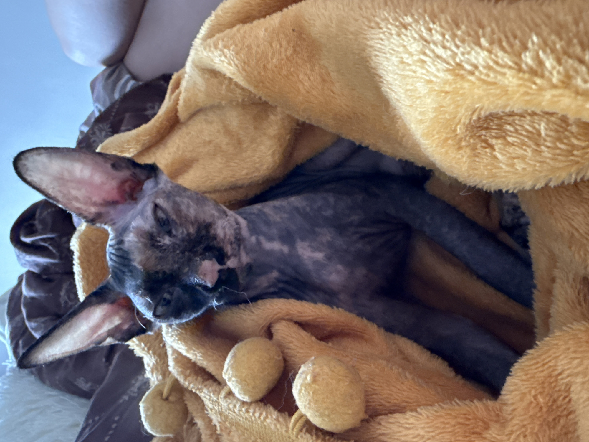 A Sphynx cat rests on a brown and white patterned fabric under a fluffy golden yellow blanket in an indoor setting. The cat's head is angled left with its ears prominent and its eyes closed. The blanket is drawn up over the cat's body. The bottom of the image shows a person's bare legs.
