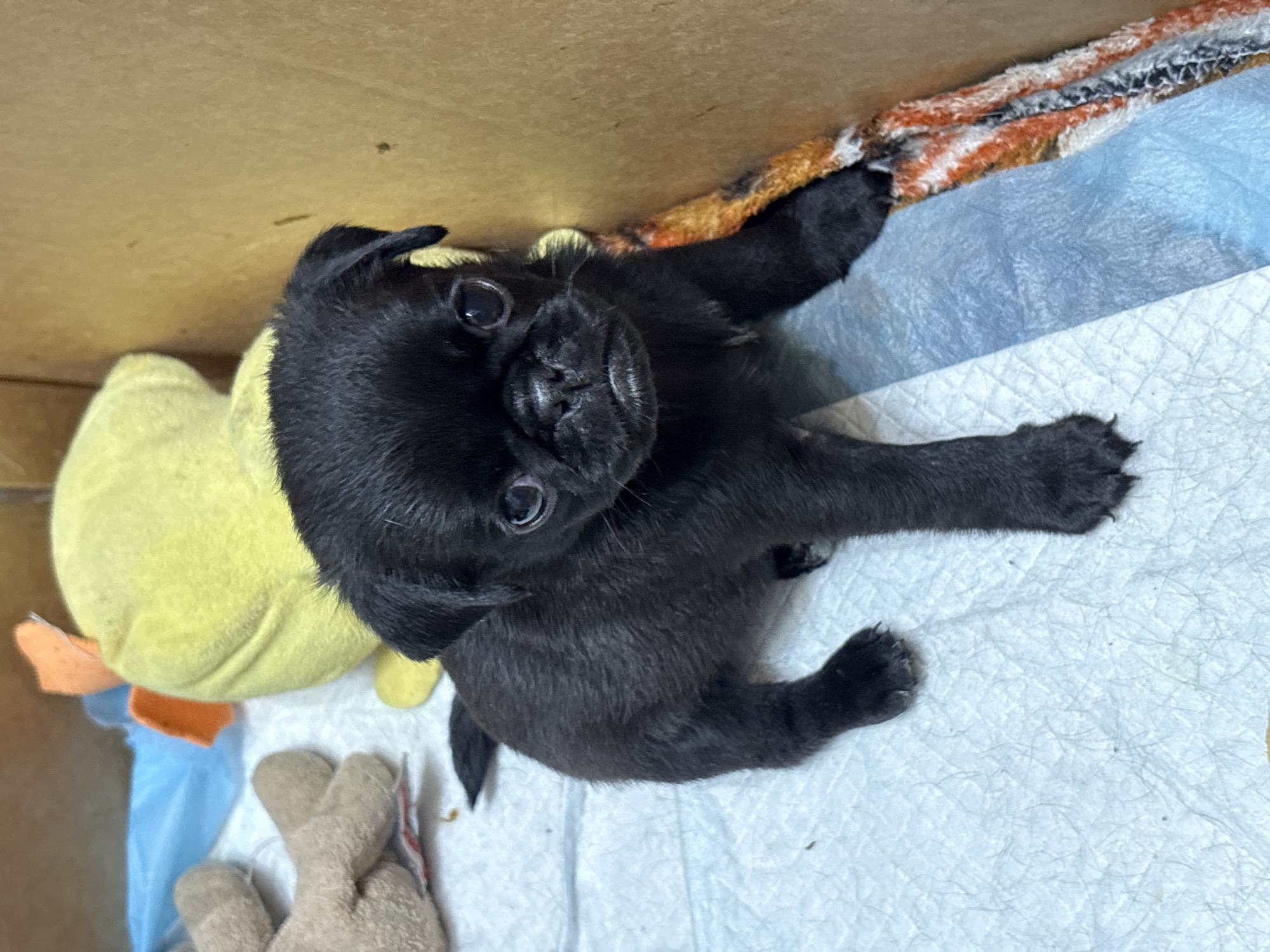 A black pug puppy is lying down in a cardboard box. The puppy is facing the camera with its head tilted slightly to the left. Its eyes are open and looking at the camera. The puppy is in a box with a blue and white patterned mat on the bottom. There is a yellow stuffed toy behind the puppy. To the left of the puppy, there is a tan stuffed animal. To the right of the puppy, there is a colorful striped blanket. The puppy appears to be healthy and well-cared for. The image does not provide any information about the location in the city of Perm, Russia.