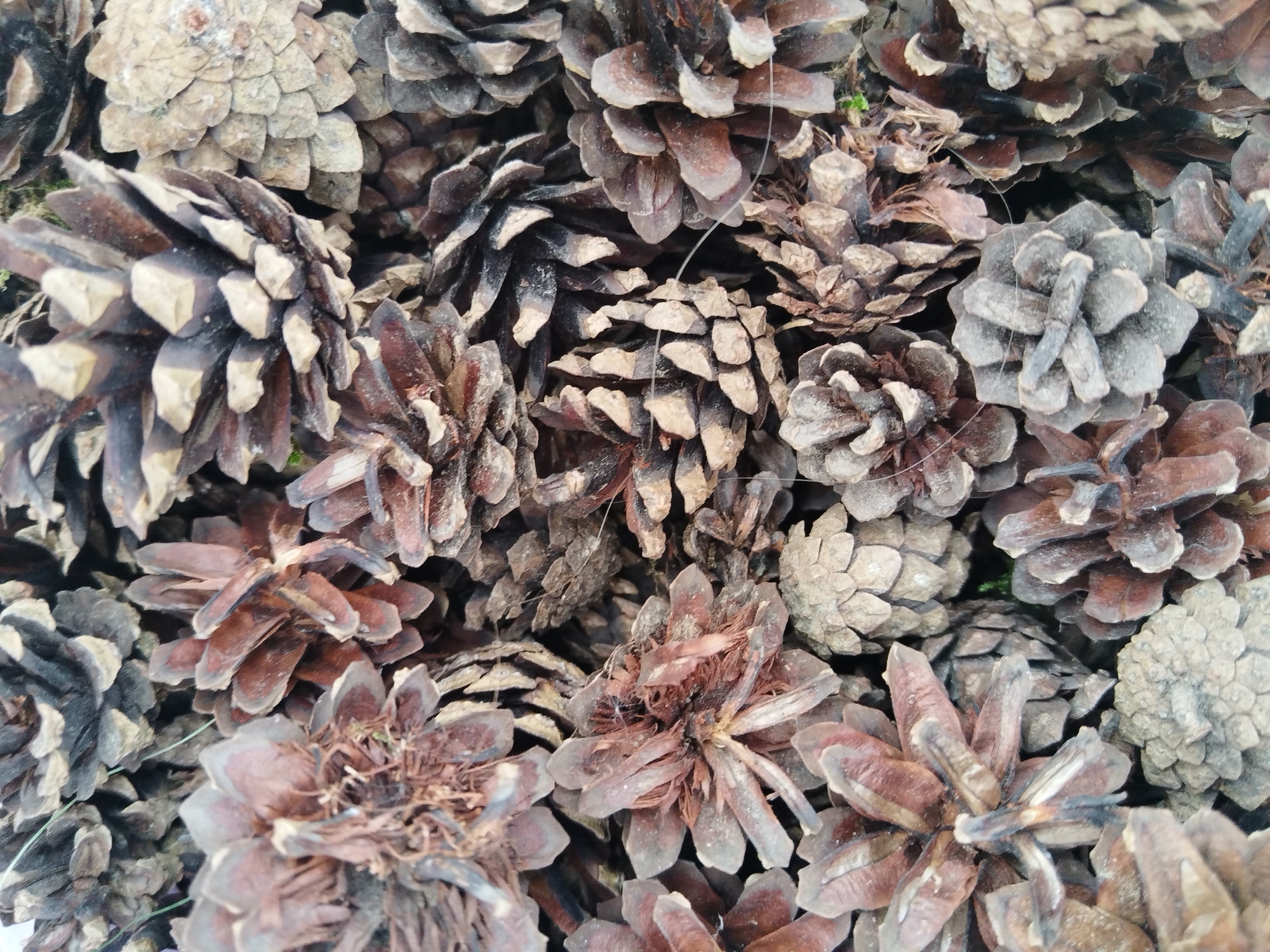 The image is a close-up, overhead view of a dense pile of pine cones. The pine cones vary in size and color, with many appearing brown and reddish-brown, while some are a lighter, grayish-brown. The texture of the pine cones is rough and scaly. Some of the pine cones are open, revealing their inner structure, while others are more closed. There are no people or animals visible in the image. The environment appears to be natural, likely outdoors, given the presence of pine cones. The location of Хідрынскі сельскі Савет, Belarus is mentioned, suggesting this is a natural setting within that administrative region.