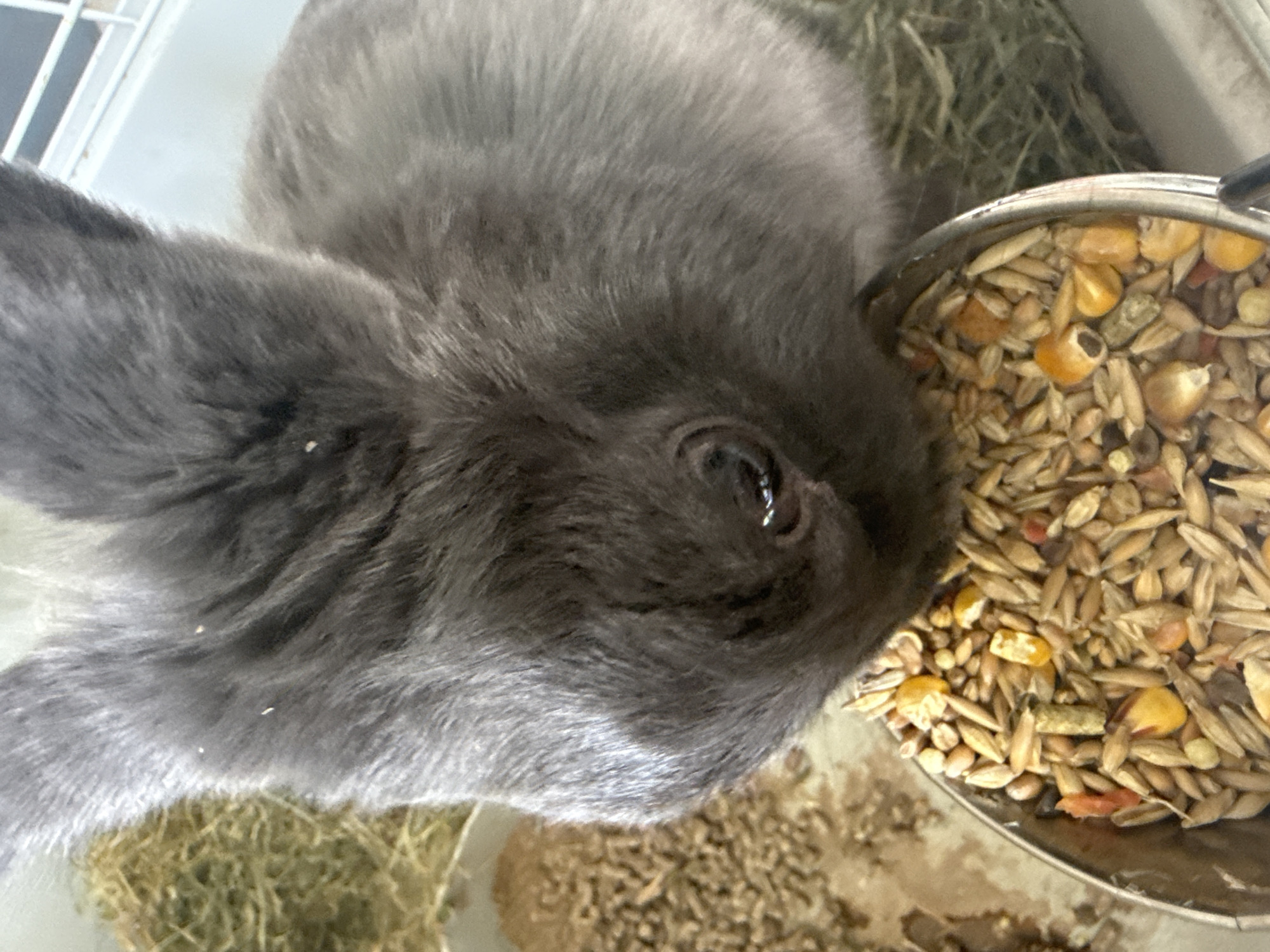The image shows a close-up, overhead view of a gray rabbit eating from a metal bowl filled with mixed grains and pellets. The rabbit's head and ears dominate the frame, with its eye visible and focused on the food. In the background, there are piles of hay and a glimpse of a white cage grate. The scene appears to be indoors, possibly in a pet enclosure. There is no indication of the image being located in Lutsk, Ukraine.