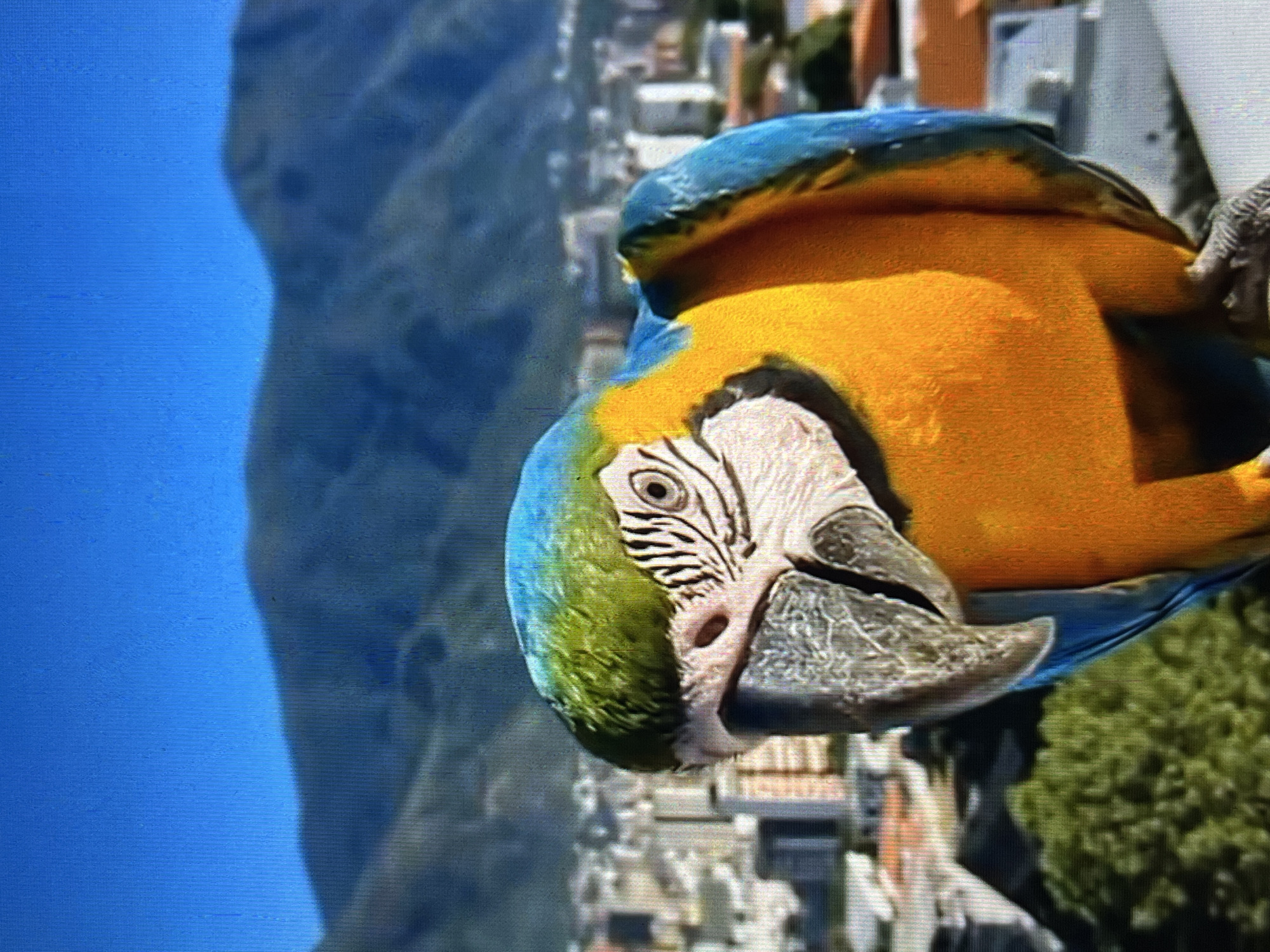 A Blue-and-yellow Macaw (Ara ararauna) is prominently featured in the foreground, facing slightly left and looking directly at the viewer. The macaw displays a green forehead, bright blue feathers on its upper head, back, and wings, and distinct yellow-orange plumage on its chest and underside. A white facial patch, marked with fine black feather lines, extends from its robust greyish-black beak to its visible dark eye. One clawed foot is partially visible at the bottom right. In the midground, a sprawling urban landscape of Tinaquillo, Venezuela, is visible, characterized by numerous light-colored buildings and interspersed green foliage. A range of blue-green mountains forms the distant horizon under a clear blue sky. The scene is illuminated by bright natural light, indicating daytime.