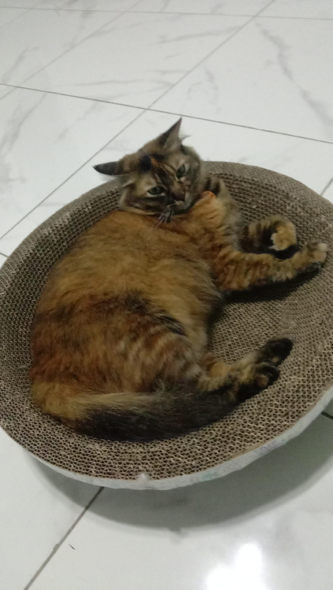 A calico cat with long fur is lying on its side in a circular scratching bed made of corrugated cardboard. The cat's fur is a mix of orange, black, and brown. Its green eyes are partially closed, and its ears are pointed forward. One of its front paws is raised towards its face, as if grooming or playing. The scratching bed is placed on a white tiled floor with thin grey grout lines. The overall lighting suggests an indoor setting. There is no indication of the cat's specific location within Karangmangu, Indonesia.