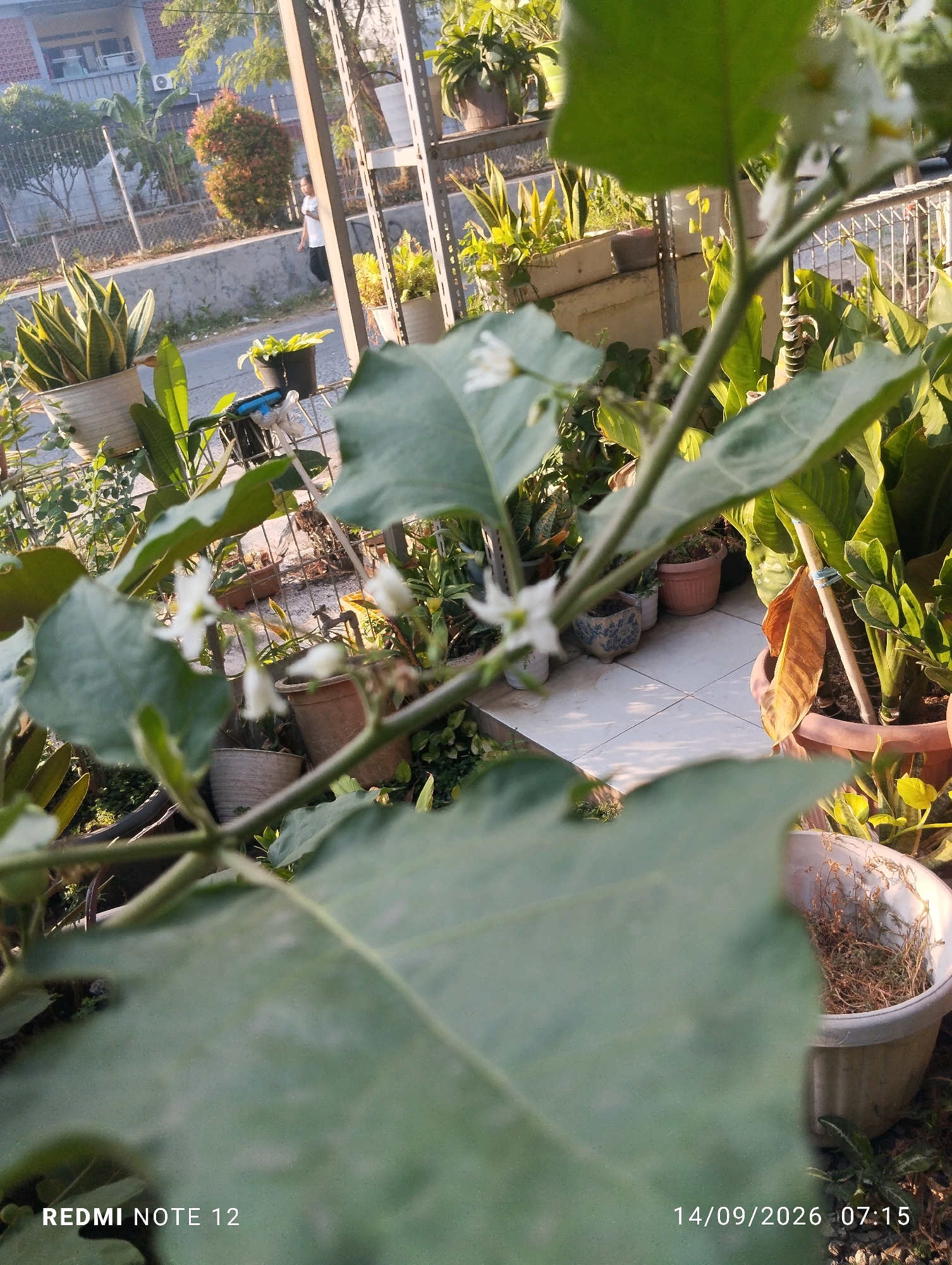 The image captures an outdoor scene with a focus on plants. In the foreground, a large, blurry green leaf dominates the lower portion of the frame, with branches and smaller white flowers visible through it. Behind the foreground foliage, a variety of potted plants are arranged on what appears to be a tiled patio. These plants include snake plants, and other leafy green varieties. In the background, a person in a white shirt and dark pants is walking on a paved area next to a fence. Further in the distance, a building with a light-colored facade and windows is visible, along with trees and a red flowering bush. The lighting suggests it is daytime, possibly late afternoon due to the warm tones. The overall impression is a residential or commercial outdoor space with numerous potted plants, likely in Bekasi, Indonesia, as indicated by the camera timestamp.