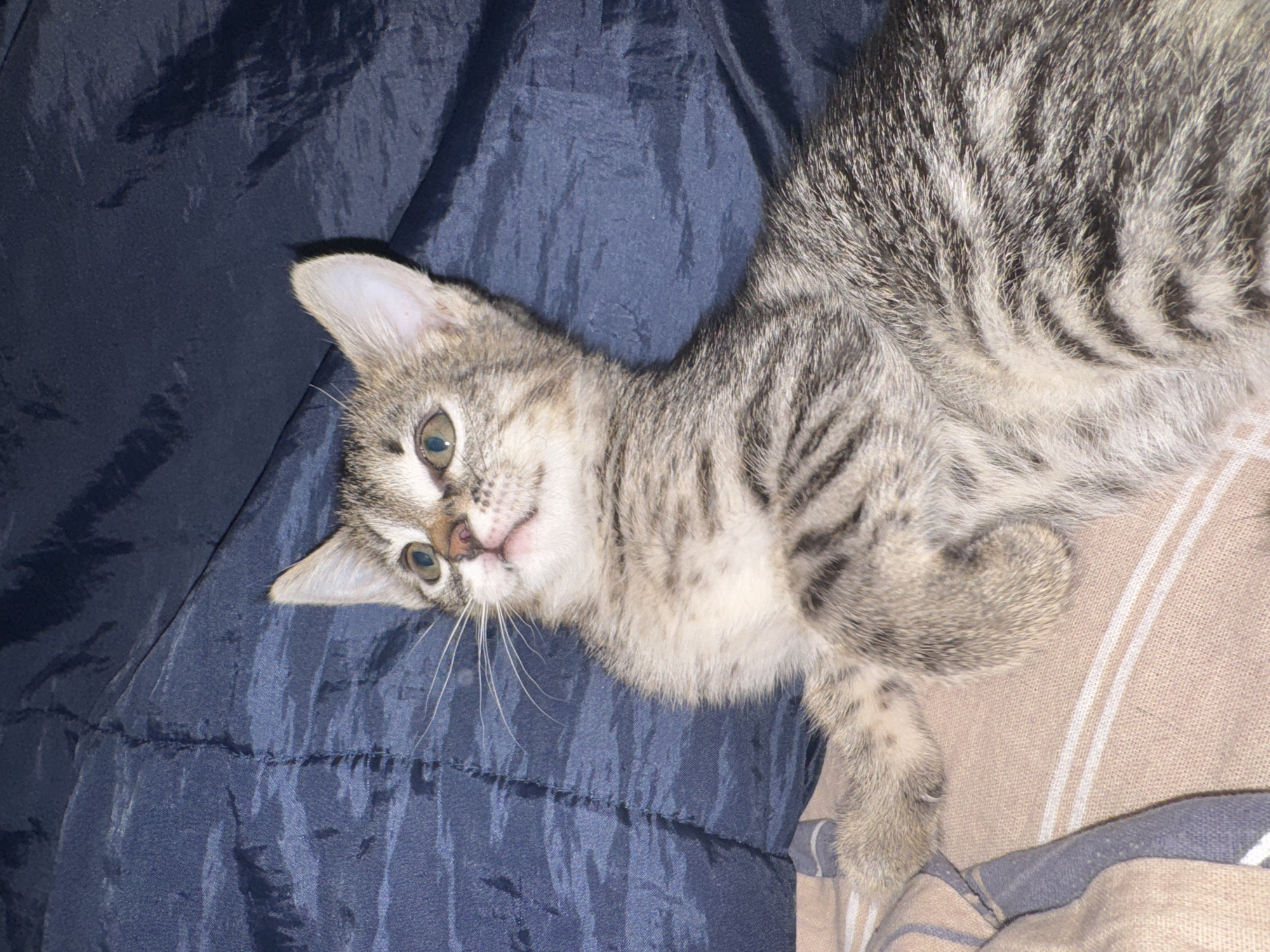 A light grey tabby kitten lies on a blue comforter with its head near the top left of the frame and body diagonally across the image. The kitten's right paw is resting on a beige and white striped surface. The background is a dark blue color.
There is no indication of the location being Chaikovsky, Russia.