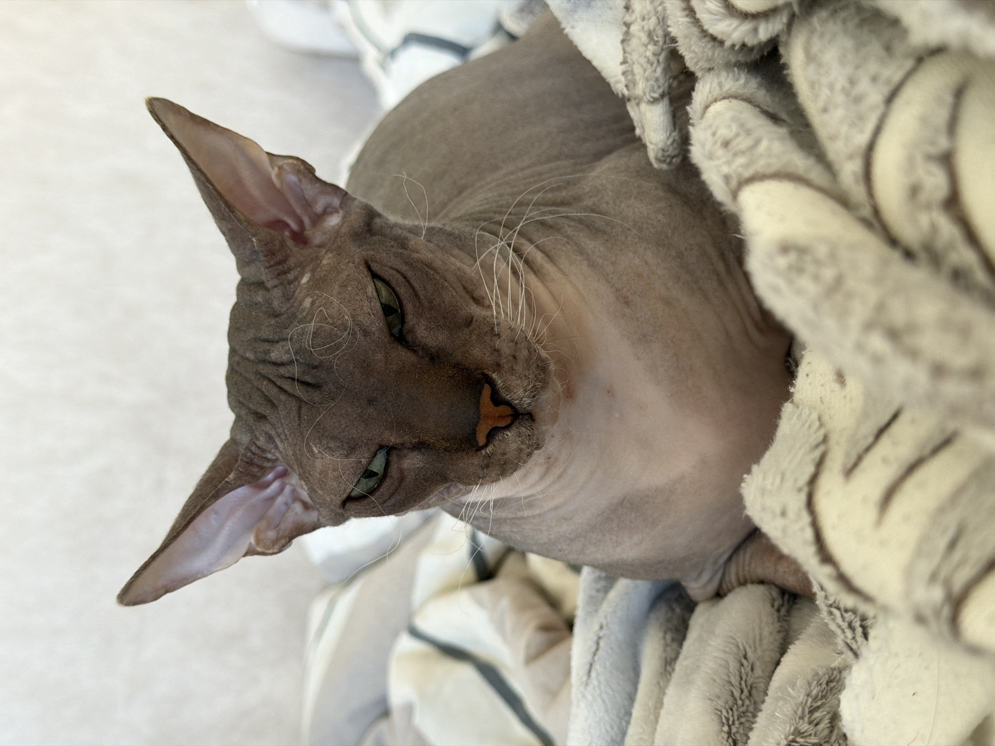 A sphynx cat with large ears and wrinkled skin is lying on a bed covered with blankets. The cat has green eyes and a brown nose. The blankets are white and grey with a striped pattern. The background is a plain white wall. The image is taken from a slightly high angle, looking down at the cat. The cat appears to be resting comfortably. There is no information available to determine the location in the city of Izhevsk, Russia, nor any other contextual details.