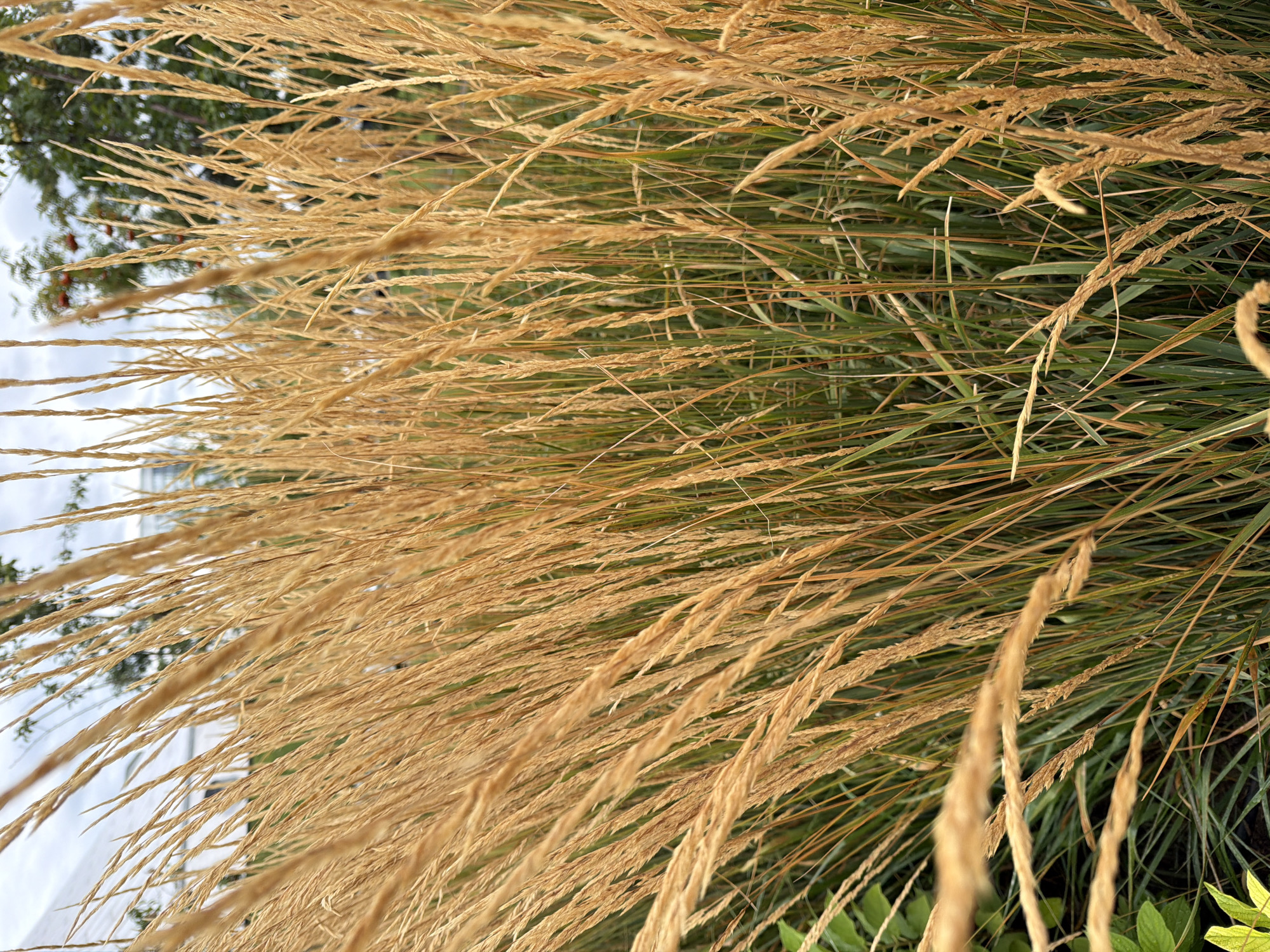 An outdoor, eye-level medium shot focuses on a dense stand of tall, golden-brown ornamental grass. The grass stalks are thin and feathery, catching the light and creating a textured, slightly blurred effect. Some of the stalks are in sharp focus, revealing intricate details, while others are softer. Interspersed amongst the golden stalks are hints of green grass blades, suggesting a mix of green and dried foliage. In the background, out of focus, are elements of an urban environment: a large white structure, possibly a building or tent, and the top of a tree with red berries. The sky above is overcast. The scene appears to be in an urban park or garden setting in Astana, Kazakhstan, given the context provided. There are no people or animals visible in the image.