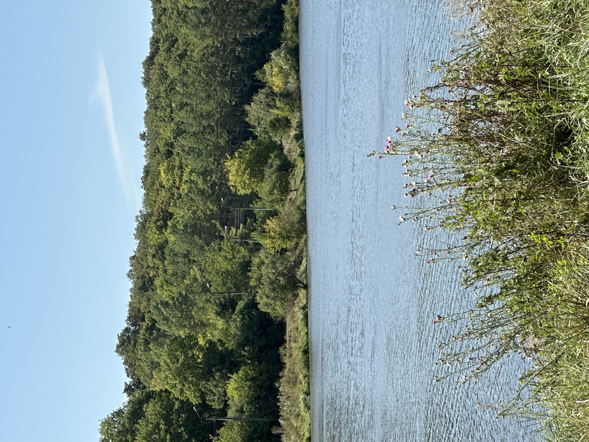 An outdoor, eye-level shot captures a wide, calm body of water in the foreground, with ripples on its surface indicating a gentle breeze. Along the far bank of the water, a dense line of green trees forms a natural border, with a mix of deciduous and coniferous varieties visible. The trees are lush and full, suggesting a healthy woodland. Above the treeline, a clear, bright blue sky dominates the upper portion of the image, with a faint, wispy cloud formation present in the distance. In the very far upper-left corner of the sky, a small, dark object, possibly a bird or drone, is visible. Along the edge of the water, tall green grass and some wildflowers with small pink and white blossoms are growing. There are no people or visible structures in the immediate vicinity of the water's edge. The scene appears to be a natural landscape, likely within or near the city of Makiv, Ukraine, given the context of the prompt.