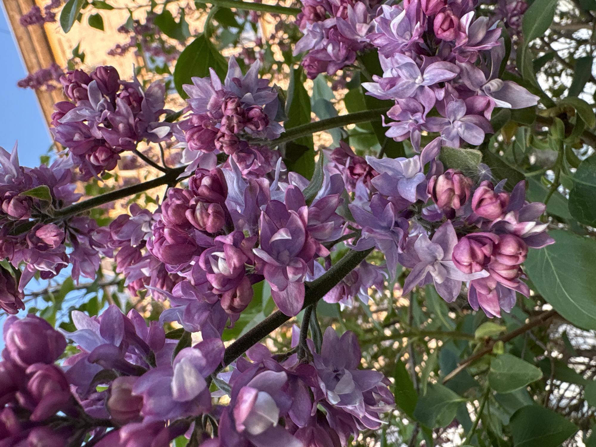 The image shows a close-up view of blooming lilac flowers. The flowers are in shades of purple and lavender, clustered densely on branches. Green leaves are interspersed among the flowers. A glimpse of blue sky is visible in the background. The location is likely Chaikovsky, Russia.