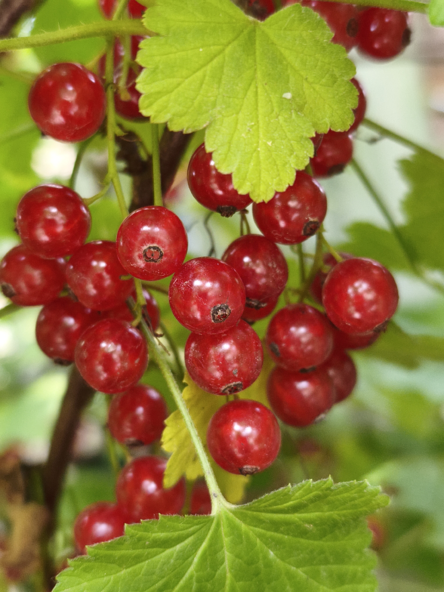 The image shows a close-up of a cluster of ripe red currants on a branch, with green leaves in the foreground and background. The currants are round and shiny, with some showing small dark spots. The leaves are serrated and a vibrant green. The lighting suggests it is daytime, and the focus is on the fruit. There are no people or any urban elements visible in the image, so it is not possible to determine a specific location in the city of Chaikovsky, Russia. The scene is entirely natural, depicting a bush or tree bearing fruit.