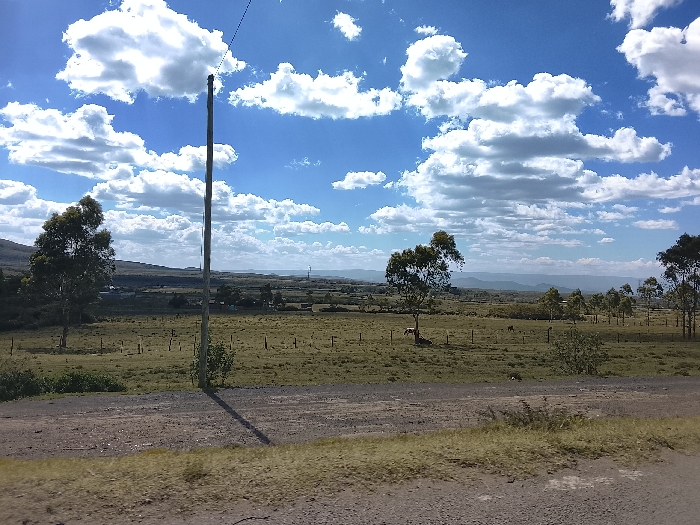 The scene depicts an expansive open landscape in Kiambu Township ward, Kenya, under a blue sky populated by numerous scattered cumulus clouds. A dry, unpaved dirt road with minimal vegetation occupies the immediate foreground. Centered slightly left, a single wooden utility pole with an overhead wire casts a defined shadow across the road and into a sparse shrub. The midground consists of large, fenced grassland sections containing scattered broadleaf trees with green canopies. Two light-colored quadruped animals are visible grazing within these fields: one positioned near a tree on the left, and another further back to the right. The background features low, distant hills, with isolated structures and a slender vertical mast discernible against the horizon. No individuals are present.