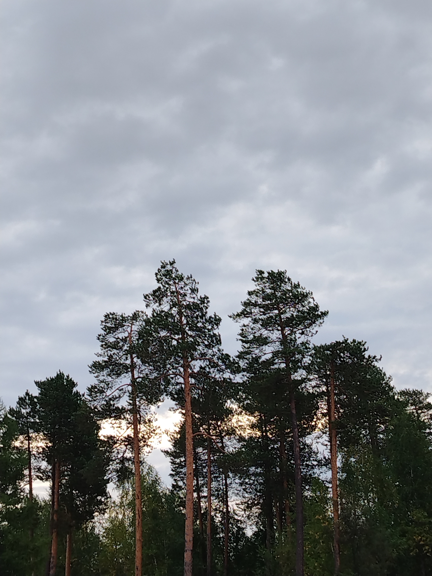 The image depicts a dense stand of pine trees against a cloudy sky. The trees are tall with dark green needles and brown trunks. Sunlight peeks through the gaps in the foliage, creating bright spots in the upper portion of the forest canopy. The sky is overcast with a mix of light and dark grey clouds. The scene appears to be a natural wooded area, possibly a forest or park. The image does not contain any people, animals, or man-made structures. The overall atmosphere is serene and naturalistic.