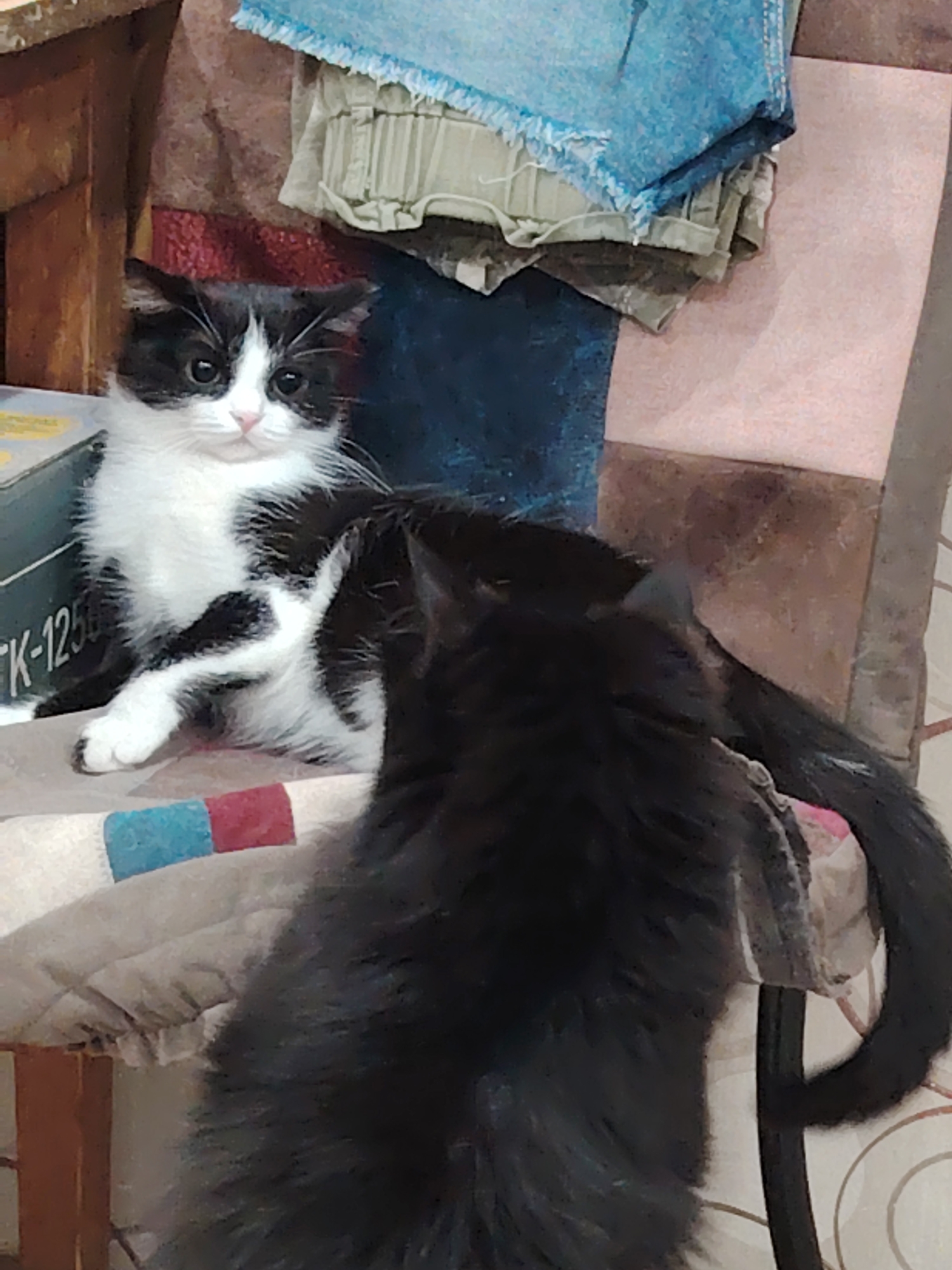 Two cats are on a chair with a quilted patterned backrest. The cat on the left is black and white with large green eyes and is facing forward. It is sitting with its right paw extended. The cat on the right is primarily black and fluffy and is facing away from the camera, towards the black and white cat. The background consists of a wooden surface, stacked clothing items, and a blue and pink striped pillow or cushion.