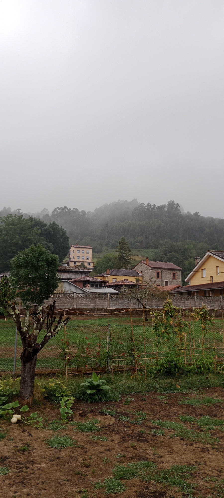 This image depicts a rural village scene in Pravia, Spain, under overcast and foggy conditions. The foreground features a garden area with a metal fence, a bare tree trunk with lichen, and various plants including what appear to be tomato plants with small red fruits and large leafy green plants. A couple of white gourds are visible near the base of the tree. Beyond the garden fence, several buildings are visible, including houses with red tile roofs and a taller, pale yellow building with multiple windows. In the background, a densely wooded hill rises, its upper portions obscured by thick fog, creating a muted and atmospheric landscape. The overall impression is one of quiet, damp weather in a Spanish countryside setting.