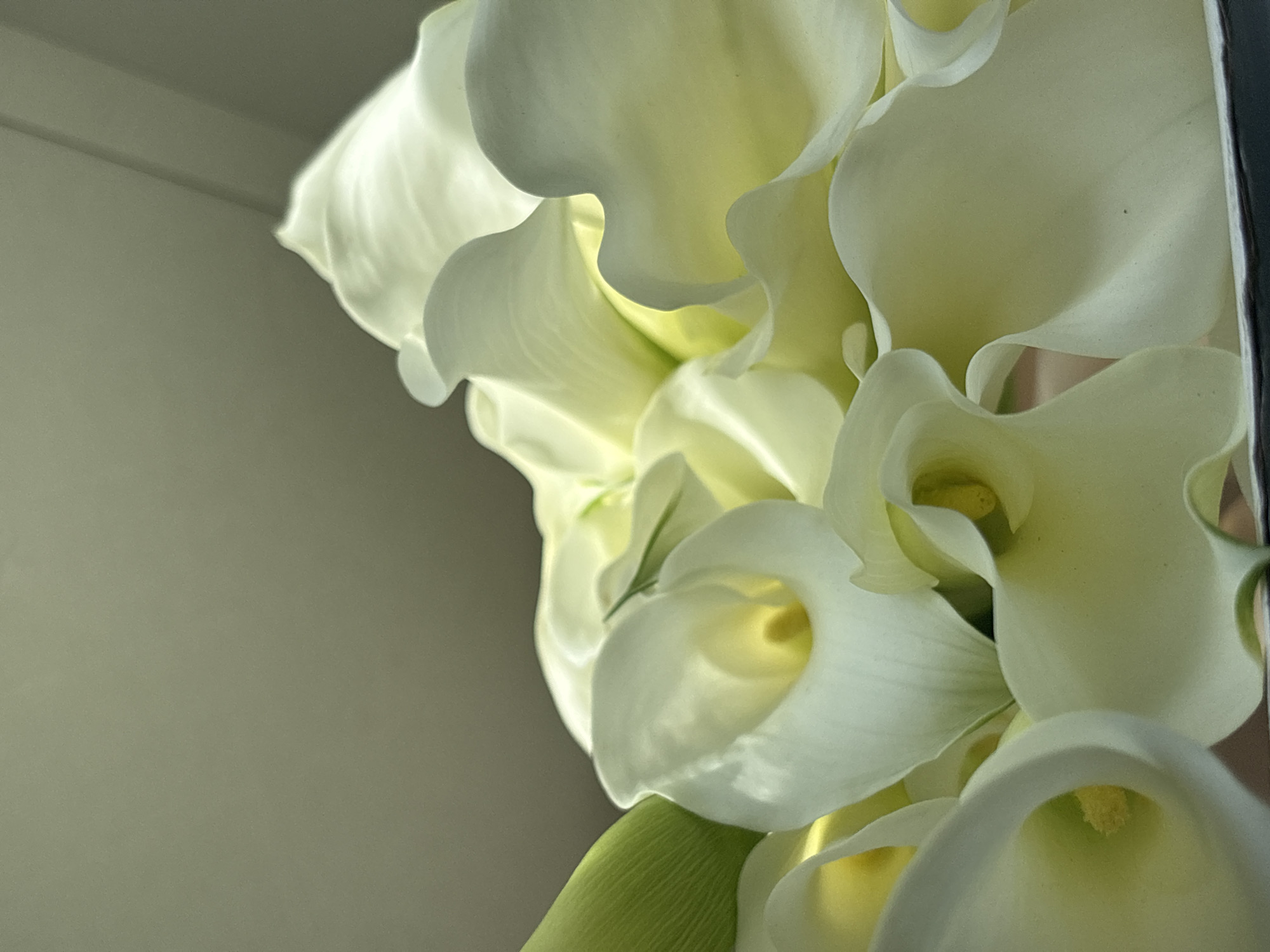 The image is a close-up, low-angle shot of a bouquet of white Calla lilies. The lilies are the primary subject, with their characteristic trumpet-shaped white spathes and yellow spadices. The lighting is soft and diffused, coming from the top left, creating highlights and shadows that emphasize the curves and textures of the petals. A portion of a bright green leaf is visible on the left side of the frame. The background is out of focus, appearing as a gradient of muted grey and pale green tones. There are no people, animals, or other objects visible in the frame. The image is a still life composition of flowers, with no discernible location in the city of Perm, Russia or any other specific geographical context.