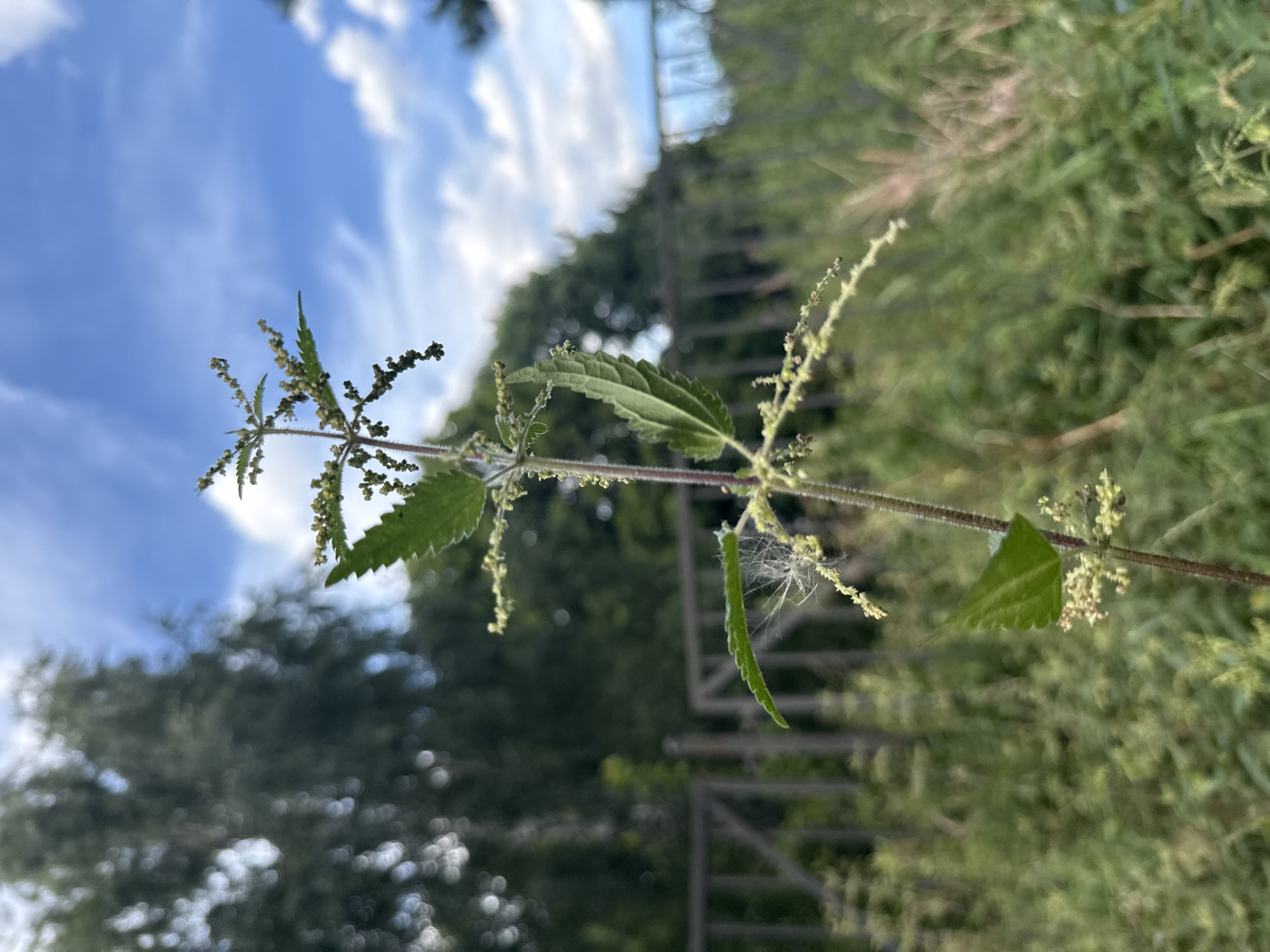 The image shows a close-up of a stinging nettle plant with its characteristic serrated leaves and small, clustered flowers. The plant is in focus, with a blurred background of greenery, trees, and a cloudy blue sky. A metal fence is visible in the mid-ground, suggesting an outdoor setting that could be a park, a garden, or a roadside verge. The overall impression is of a naturalistic scene, likely captured during daylight hours. The location is identified as Vsevolozhsk, Russia. There are no people or animals visible in the frame, and no specific actions or interactions are depicted. The image's composition and focus draw attention to the botanical details of the nettle plant.