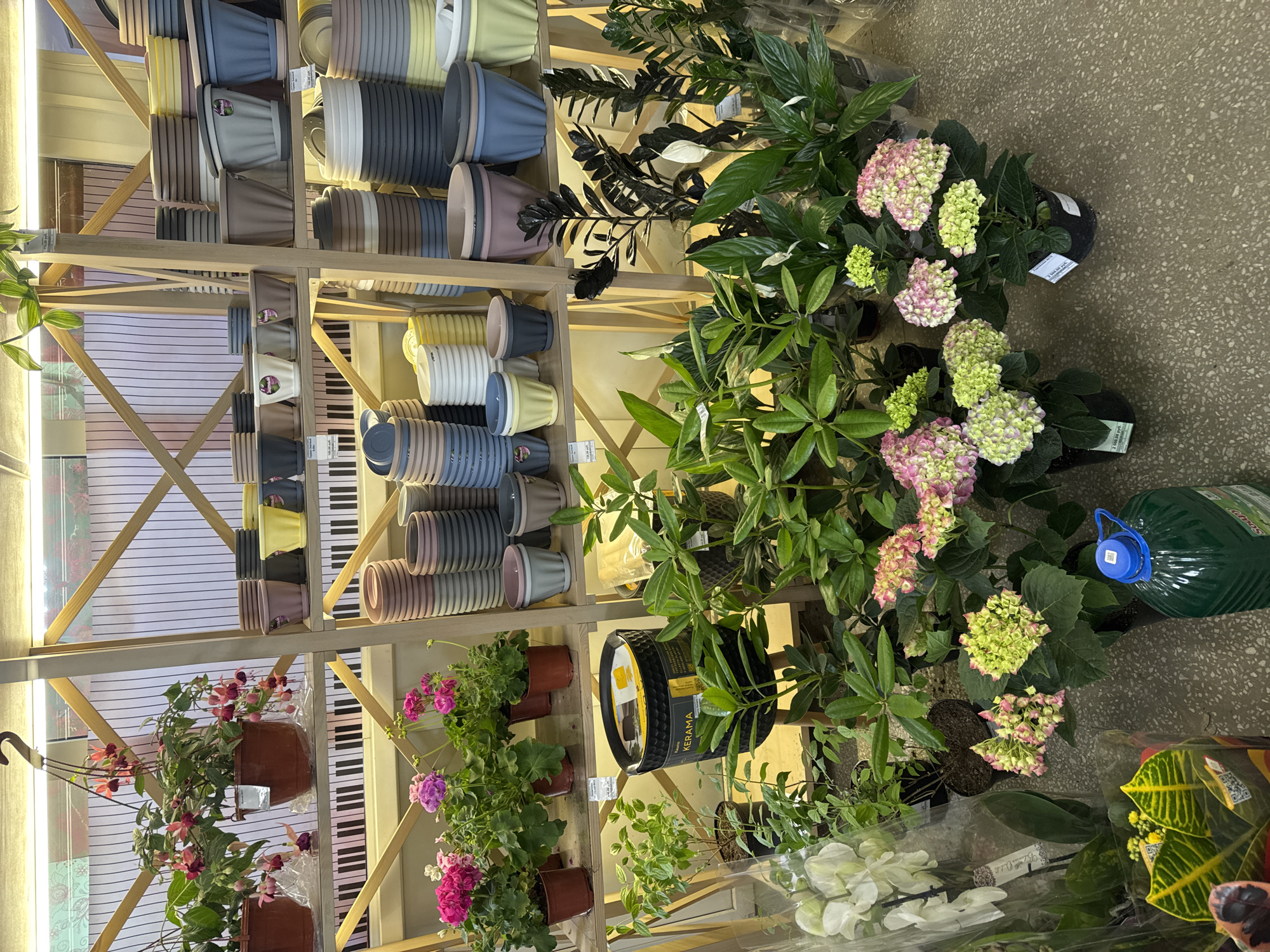 The image depicts a plant shop, likely in Izhevsk, Russia, given the Cyrillic text on some labels.
Shelving units, built with light-colored wooden frames, display an assortment of items. On the left shelves, there's a variety of stacked flower pots in different shapes, sizes, and colors (gray, blue, yellow, brown and pink). Underneath the pots on the bottom shelf, hanging pots are visible that hold flowering plants with red and pink flowers. Another shelf contains potted geraniums with pink blossoms.
To the right of the pots, shelves are filled with live plants including ZZ plants, Spathiphyllum and hydrangeas with green and pink blooms and other plants. A black ceramic pot is also displayed. A large green watering can is also visible.
The floor appears to be concrete with a speckled texture.