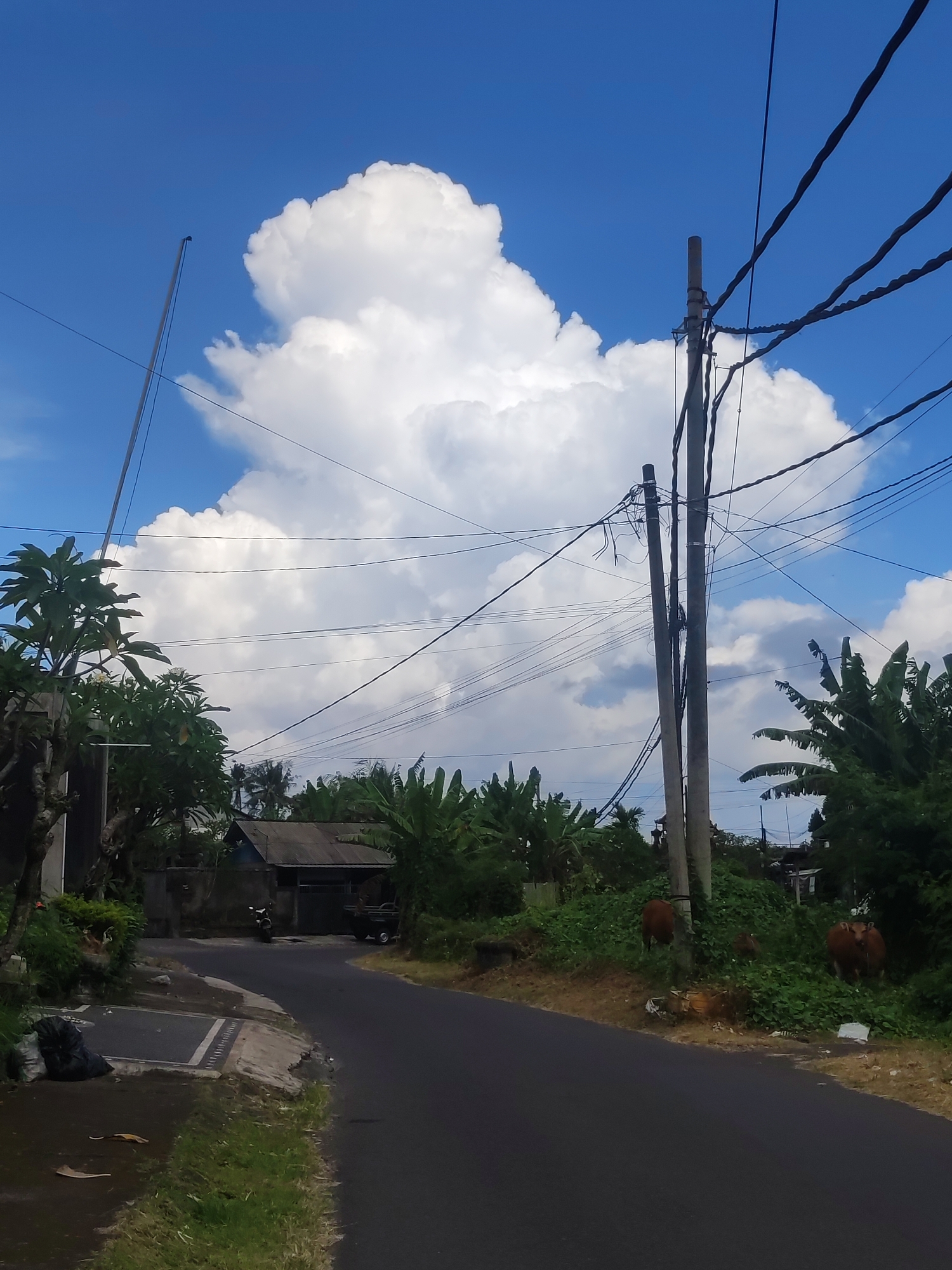 The image depicts a street scene in Serongga, Indonesia. An asphalt road curves from left to right. On the left side of the road, there is a building partially obscured by trees, with a motorcycle and a small trailer parked in front. On the right side, two brown cows are grazing on a grassy bank along the road. Overhead, power lines connect to utility poles. A large cumulus cloud dominates the blue sky in the background. Lush vegetation, including banana trees, is visible throughout the scene.