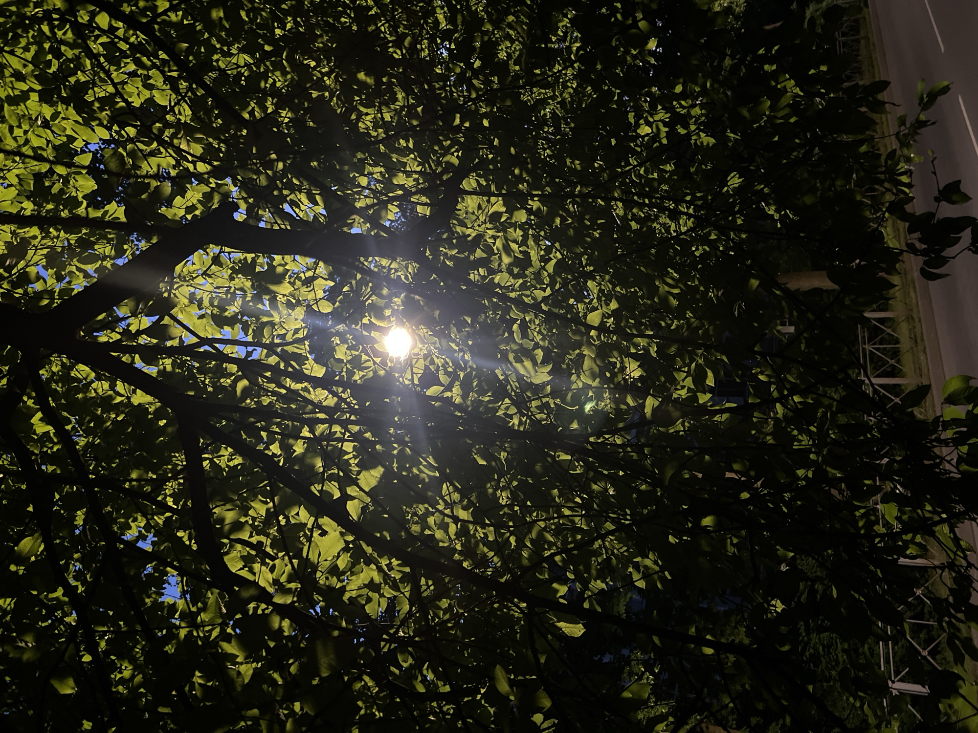 The image presents a nighttime or twilight scene in Unknown, Russia, viewed upwards through a dense canopy of deciduous tree foliage. A bright, white, circular light source, positioned slightly left of the image's vertical center, exhibits a prominent starburst lens flare and strongly backlights numerous green leaves, making them appear luminous and vibrantly colored against darker, silhouetted branches. Patches of deep blue sky are visible through the gaps in the foliage. In the lower portion of the frame, a dark asphalt road with two distinct white lane markings is visible on the right. On the left, a white or light-colored metal fence with a repeated X-pattern is present, partially obscured by foreground leaves. No individuals, animals, or vehicles are discernible within the scene.