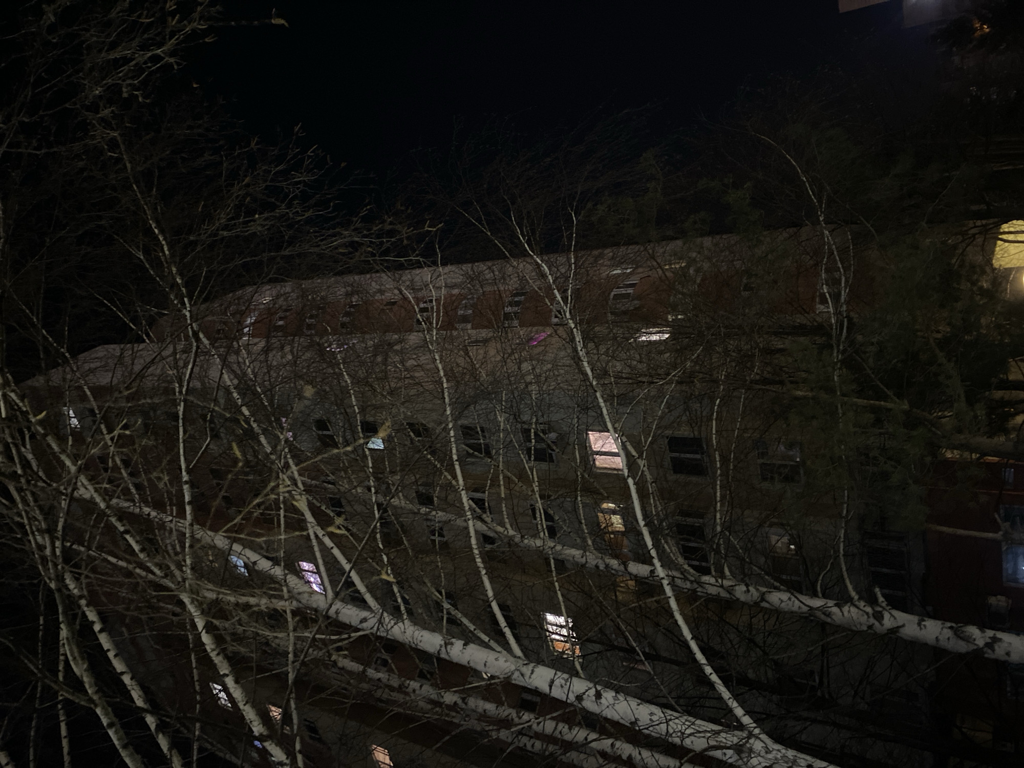 At night in Kazan, Russia, the image depicts a multi-story building partially obscured by birch trees. The building is illuminated by interior lights visible through numerous windows, some of which have a warmer, orange hue, while others are whiter or have a purple tint. The birch trees, with their characteristic white bark, are prominent in the foreground and partially block the view of the building. The sky is dark, typical of a night scene. The scene appears to be taken from an elevated position, possibly a nearby building or a higher floor.