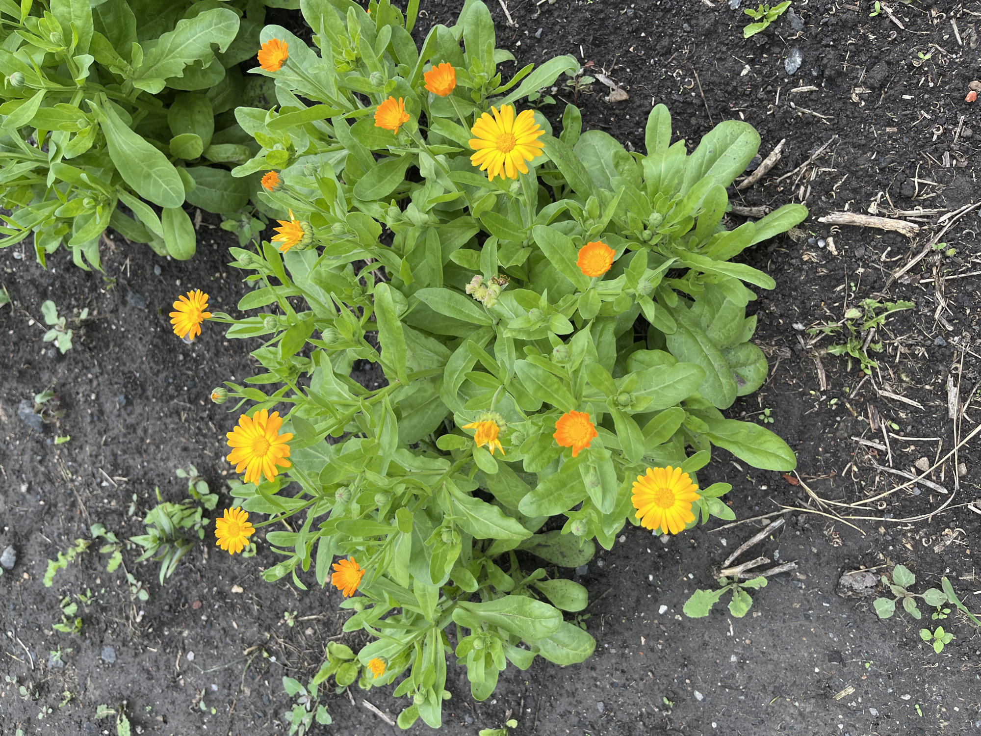 This high-angle, eye-level, full shot captures a patch of bright orange and yellow calendula flowers blooming in dark soil, likely in a garden within Тимирязев ауылдық округі, Kazakhstan. The flowers are in various stages of bloom, with some fully open and others as buds. Lush green leaves surround the blossoms. The soil is visible in the foreground and background, with some small weeds and dried plant debris scattered around. There are no people or animals in the frame. The lighting suggests it may be an overcast day.