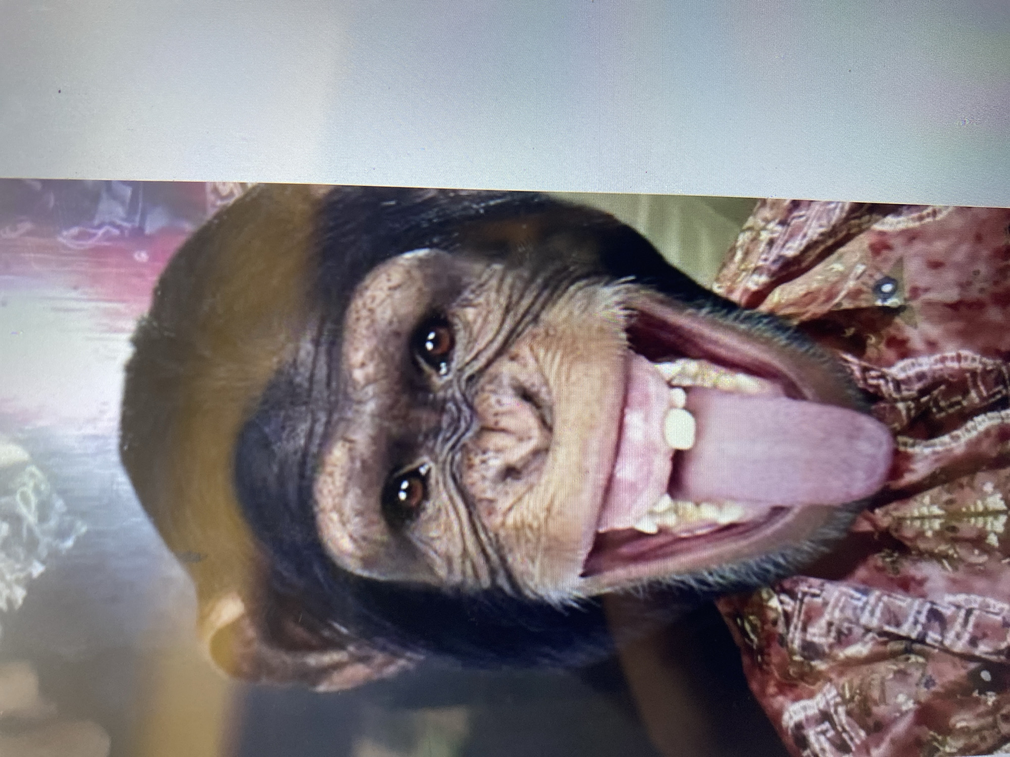 The image shows a close-up portrait of a chimpanzee with its mouth wide open, tongue extended. The chimpanzee is wearing a patterned shirt. The background is blurred and appears to be an indoor setting with some colorful elements. There is no information within the image or the provided crops that would indicate a location in Ta', Indonesia.