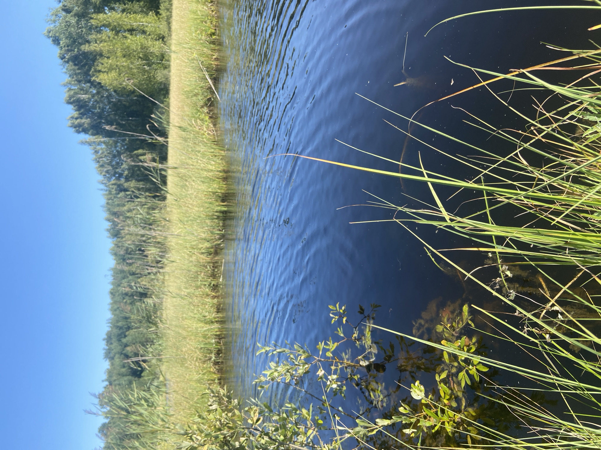 The image depicts a body of dark water in the foreground, with various tall grasses and reeds growing along its edge. A small, leafy green plant is partially submerged in the water on the left side. The water's surface is rippled, suggesting a gentle breeze. In the background, a dense line of green trees forms a horizon, with a clear, bright blue sky above. The scene appears to be a natural landscape. Based on the provided context, this location is within Авиатор Снт, Russia. There are no people or animals visible in the image.