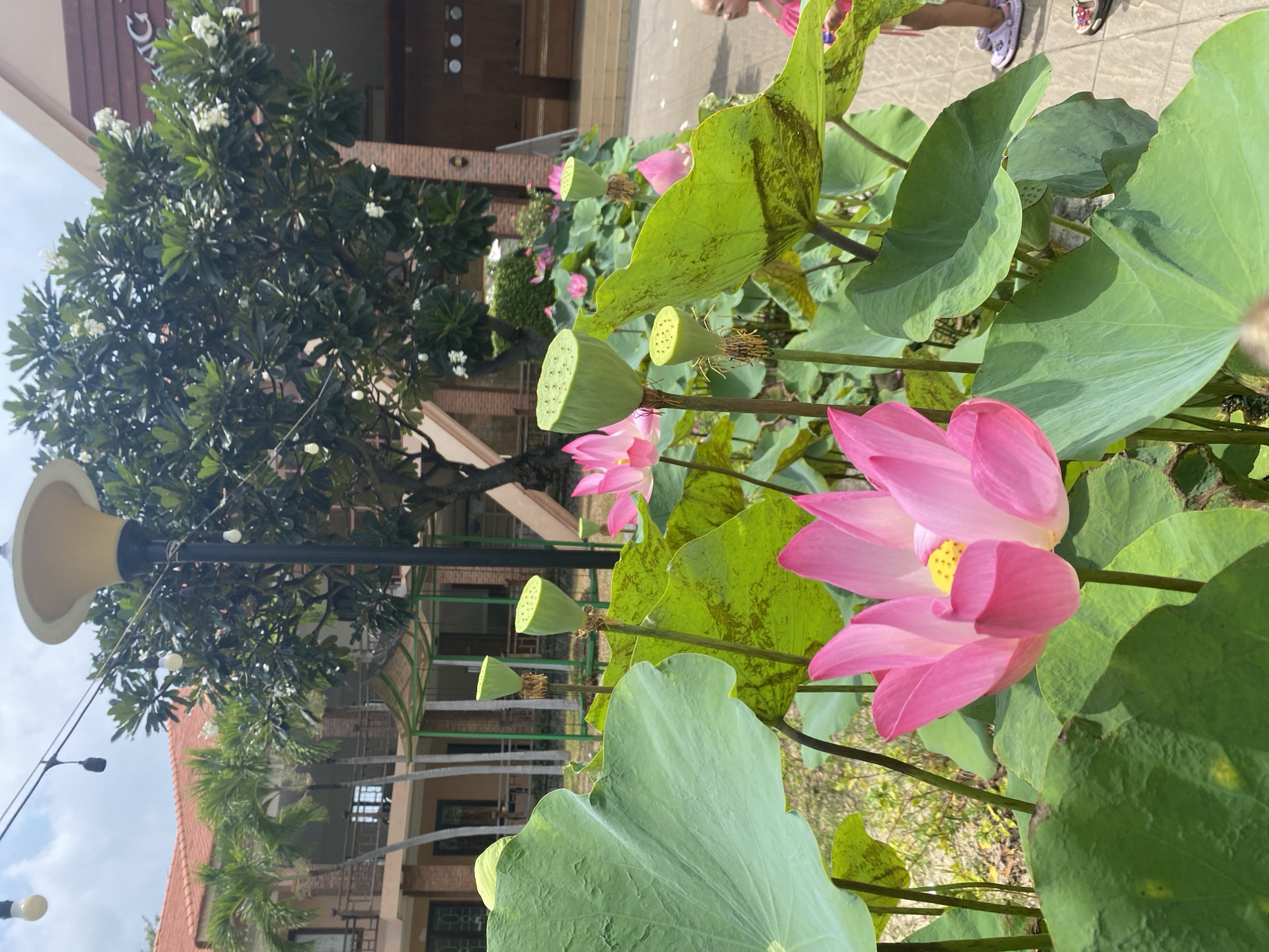 In Mũi Né, Vietnam, a close-up view focuses on vibrant pink lotus flowers and large green lily pads. In the background, a building with red-tiled roofs and palm trees is visible. A street lamp with multiple bulbs stands prominently. The scene is outdoors, with a paved area and a hint of foliage. A small child in a pink shirt and light-colored shoes is partially visible on the right side, standing on the pavement.