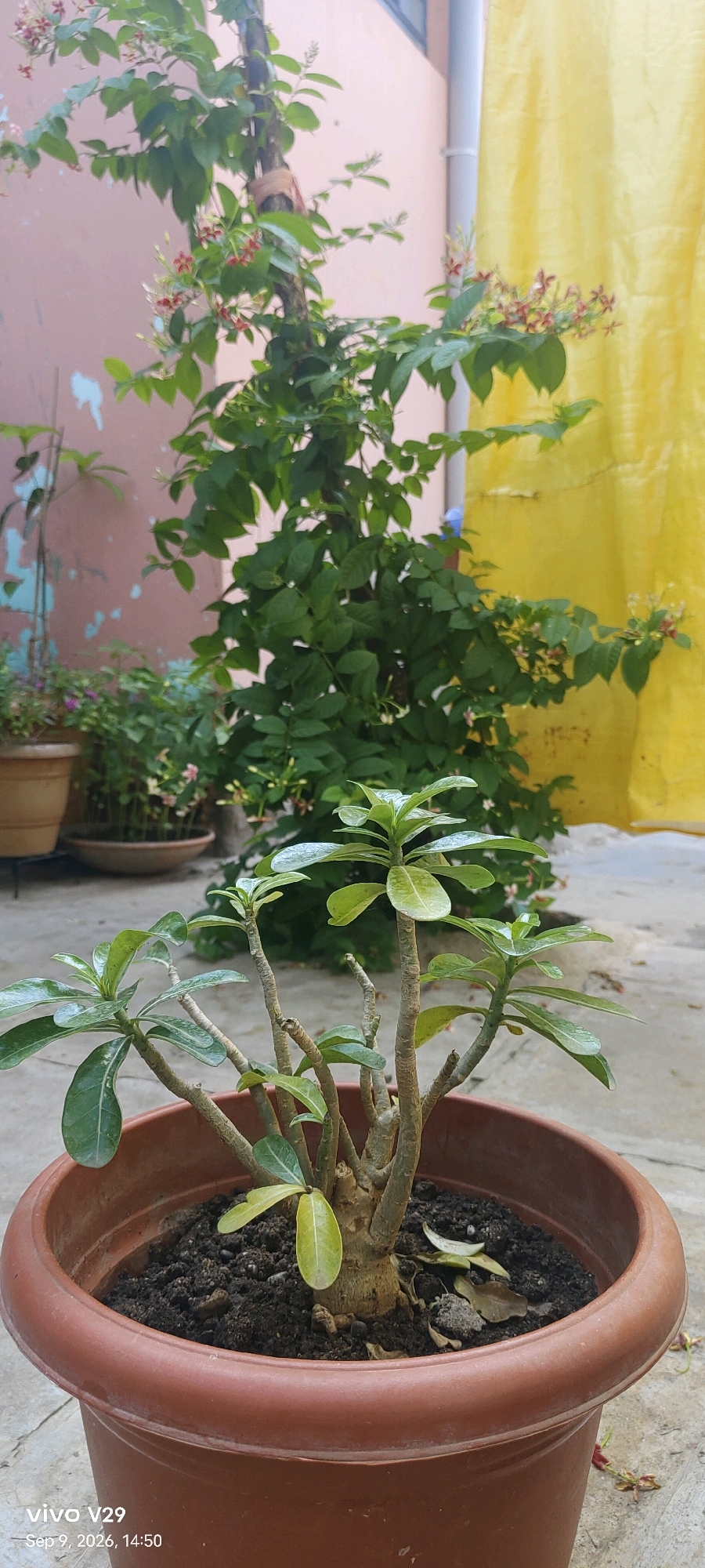 The image depicts an outdoor scene featuring several potted plants in what appears to be a residential courtyard in Udgir, India. In the foreground, a small, potted succulent plant with thick, woody stems and clusters of green leaves is prominently displayed in a brown plastic pot filled with dark soil. Behind this, a taller, leafy green plant with small red and white flowers is growing vertically, supported by a rough, natural material stake. Further in the background, other potted plants are visible, including one with a terracotta pot. The setting includes a light pink-colored wall on the left and a bright yellow fabric draped on the right, likely a backdrop or shelter. The ground is a concrete surface. The timestamp "Sep 9, 2026, 14:50" is visible in the lower left corner of the image, along with "vivo V29", indicating it's a photograph taken with that device. No people are present in the scene.
