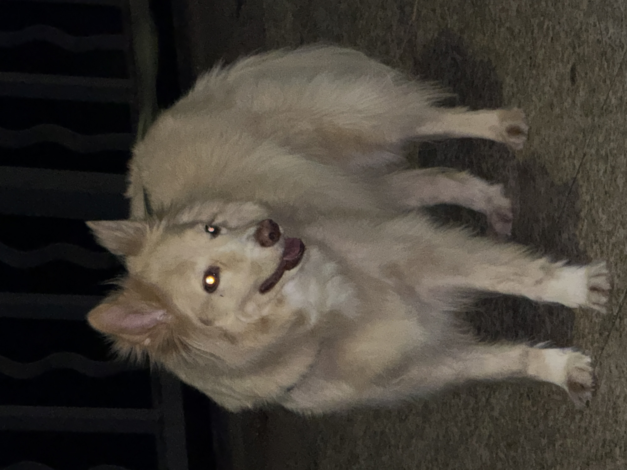 A medium-sized, fluffy, light-colored dog with amber eyes stands on a paved surface. The dog's fur is long and appears somewhat unkempt. Its mouth is slightly open, revealing a pink tongue. In the background, a dark, out-of-focus fence or railing is visible. The lighting suggests it is nighttime or a dimly lit area, as indicated by the dog's eye reflection. The image quality is grainy. This scene is located in Chaikovsky, Russia.