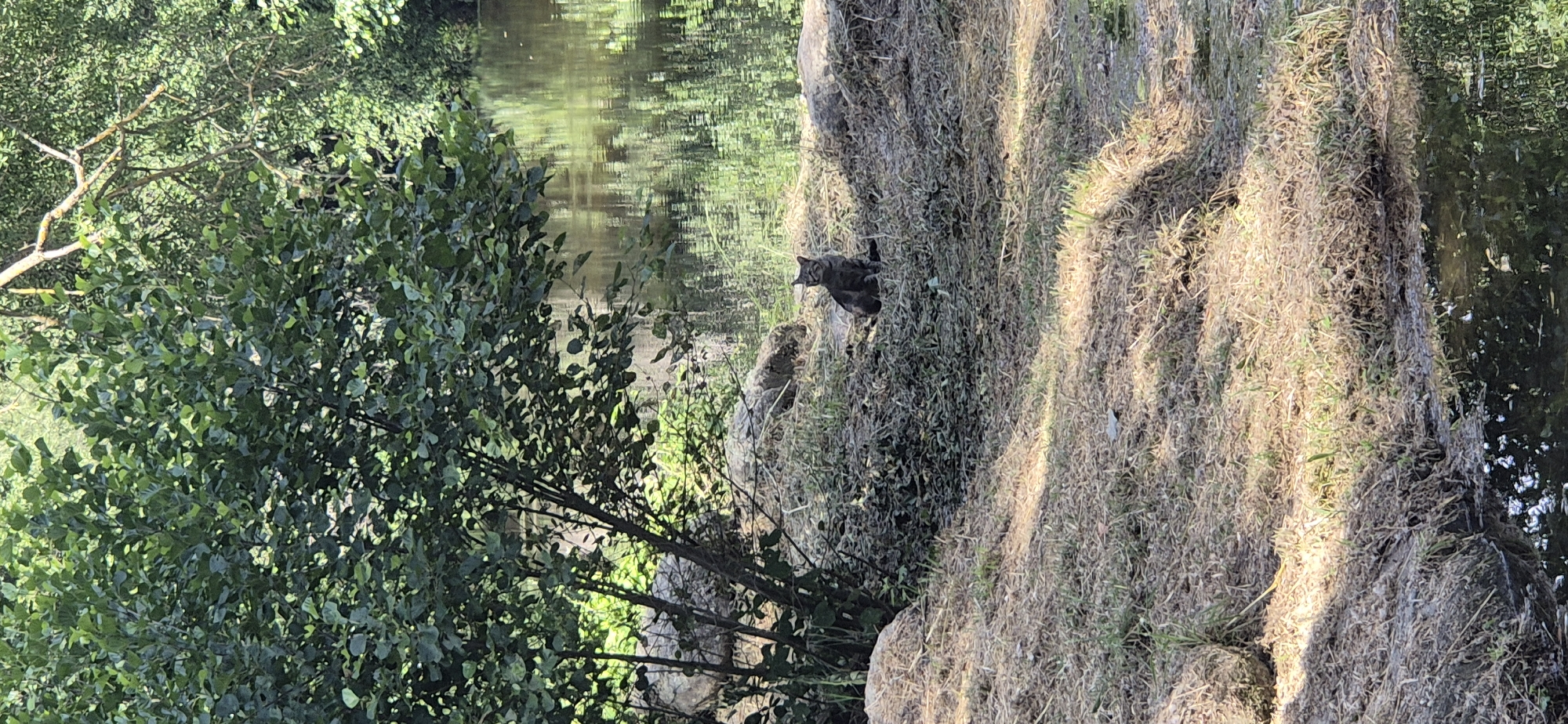 A solitary gray cat sits on a patch of dry grass and leaves near the edge of a body of water. The cat is facing forward and appears to be alert. Behind the cat, there are rocks and vegetation. The water reflects the surrounding trees and sky. The scene is outdoors, likely in a natural setting within a park or by a river.