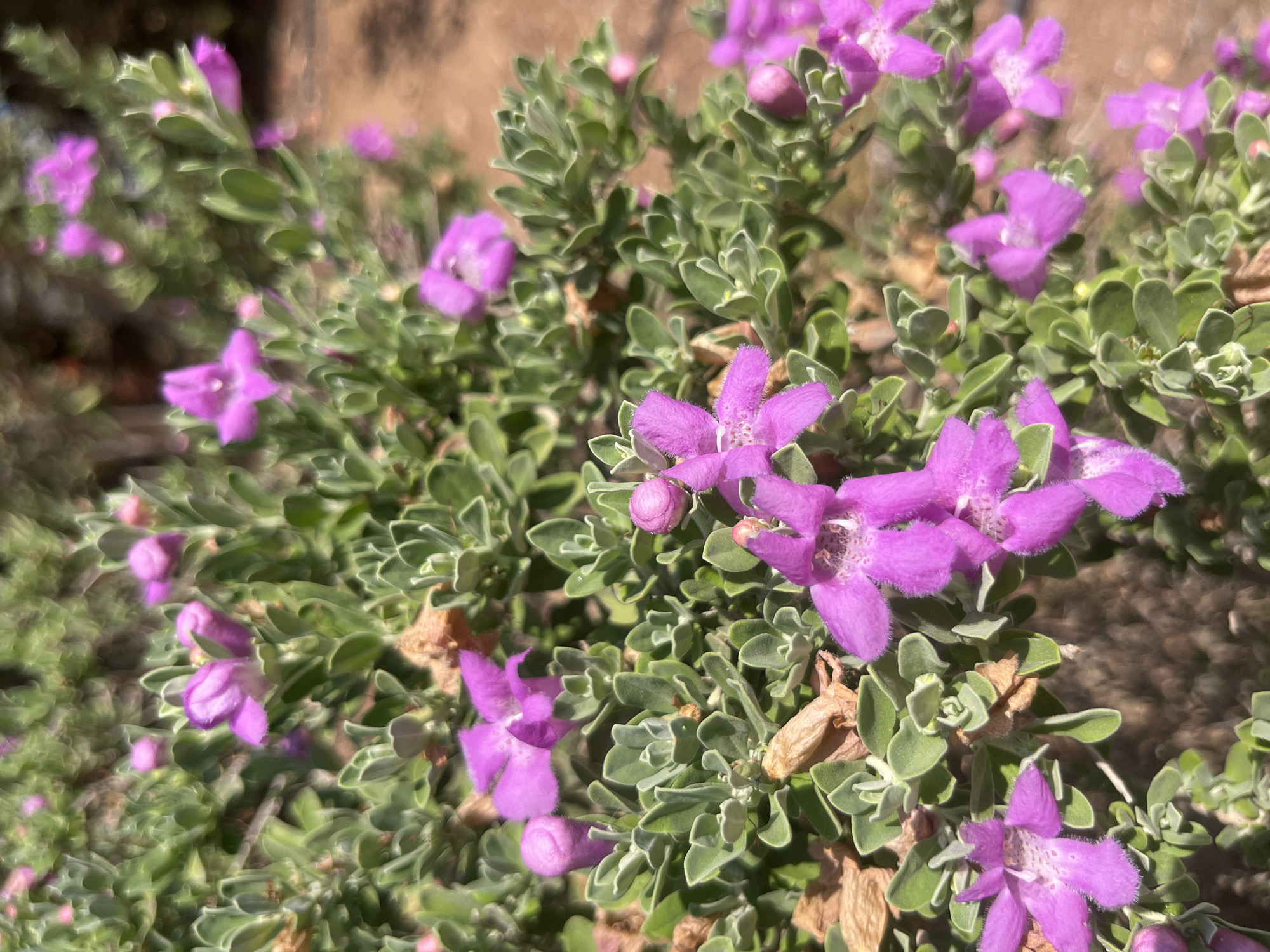 The image shows a close-up view of a Texas sage plant (Leucophyllum frutescens) in bloom, with numerous bright pinkish-purple flowers and grey-green foliage. The plant is densely packed, with many small, ovate leaves. Some of the flowers are fully open, revealing their delicate petals with faint white speckling, while others are still in bud. The background is out of focus, showing a blurry expanse of brown earth and possibly other vegetation. The lighting suggests it is daytime with bright sunlight, creating some highlights on the leaves and flowers. The scene appears to be outdoors, likely in a garden or natural landscape. The context of Aphrodite Hills, Cyprus, implies a Mediterranean climate suitable for such drought-tolerant flowering shrubs. There are no people, animals, or man-made objects visible in the frame.
