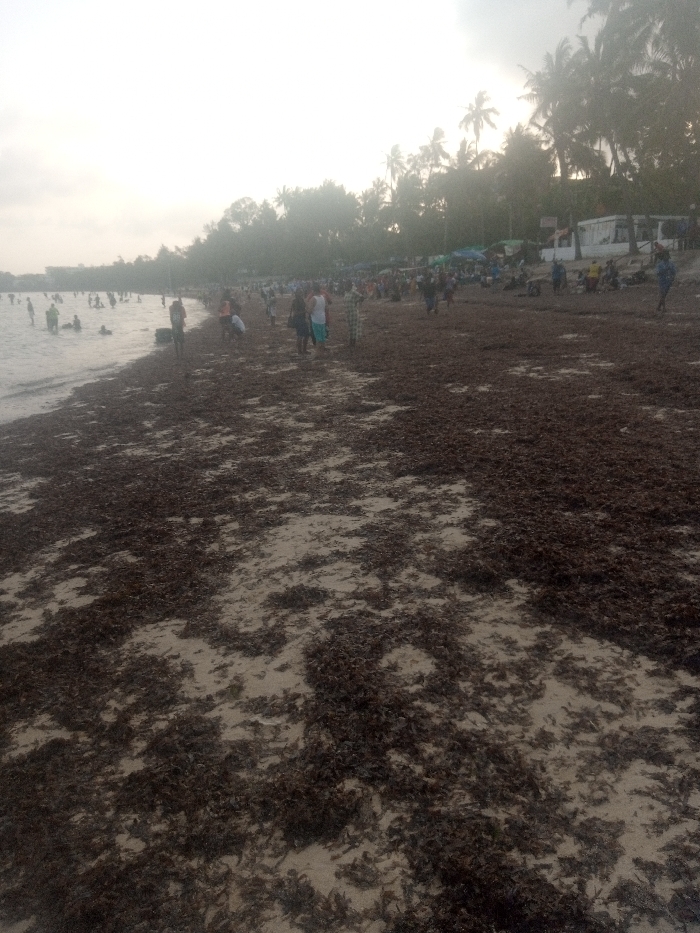 The image displays a crowded beach scene in Shanzu ward, Kenya. The environment is overcast, producing a hazy, diffused light over the coastal area.
The foreground and midground of the beach are extensively covered with thick, uneven patches of dark brown seaweed, interspersed with visible areas of lighter sand. On the left side, the calm, grayish-blue water of the ocean meets the shore.
Approximately 10-15 individuals are partially submerged in the water, appearing to be wading or bathing. On the seaweed-laden beach, numerous people are present. Individuals are seen walking along the water's edge, and a denser concentration of people is observed further inland. All visible individuals are dressed in casual attire.
In the background, a dense line of palm trees and other foliage marks the edge of the beach. Behind these trees, several temporary structures with colorful tarpaulin roofs, including blue, green, and yellow, are visible, alongside a white building. These structures appear to function as stalls or shelters, and a significant number of people are gathered in their vicinity. A dark, possibly cylindrical object, resembling a buoy or tire, is situated near the water's edge in the mid-left portion of the beach. No specific, discernible interactions beyond general movement and presence are evident.