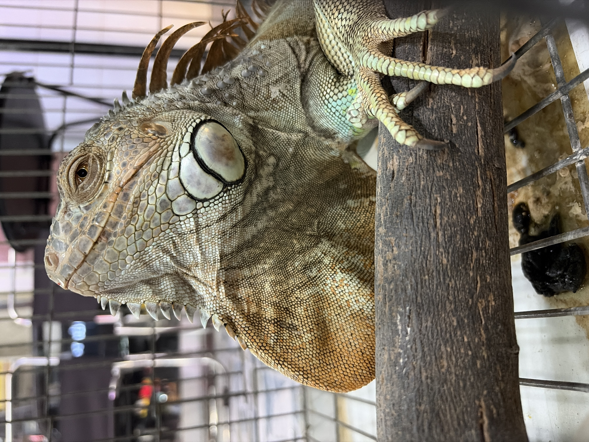 An iguana is perched on a wooden branch in what appears to be an enclosure or pet shop. The iguana is facing towards the right, with its head tilted upwards and its eye visible. Its scales are a mosaic of earthy tones, ranging from beige and tan to hints of green and orange on its neck. The iguana has a prominent dewlap and a series of spines running down its neck and back. Its claws are sharp and extended, gripping the rough texture of the branch. In the background, a wire cage and blurred lights suggest an urban setting, possibly a market or an animal facility. The ground beneath the branch is visible, appearing to be the bottom of the enclosure, with some dark material on it. The overall lighting is somewhat dim, with the iguana being the primary focus. The location is stated to be in the city of Đà Nẵng, Vietnam.