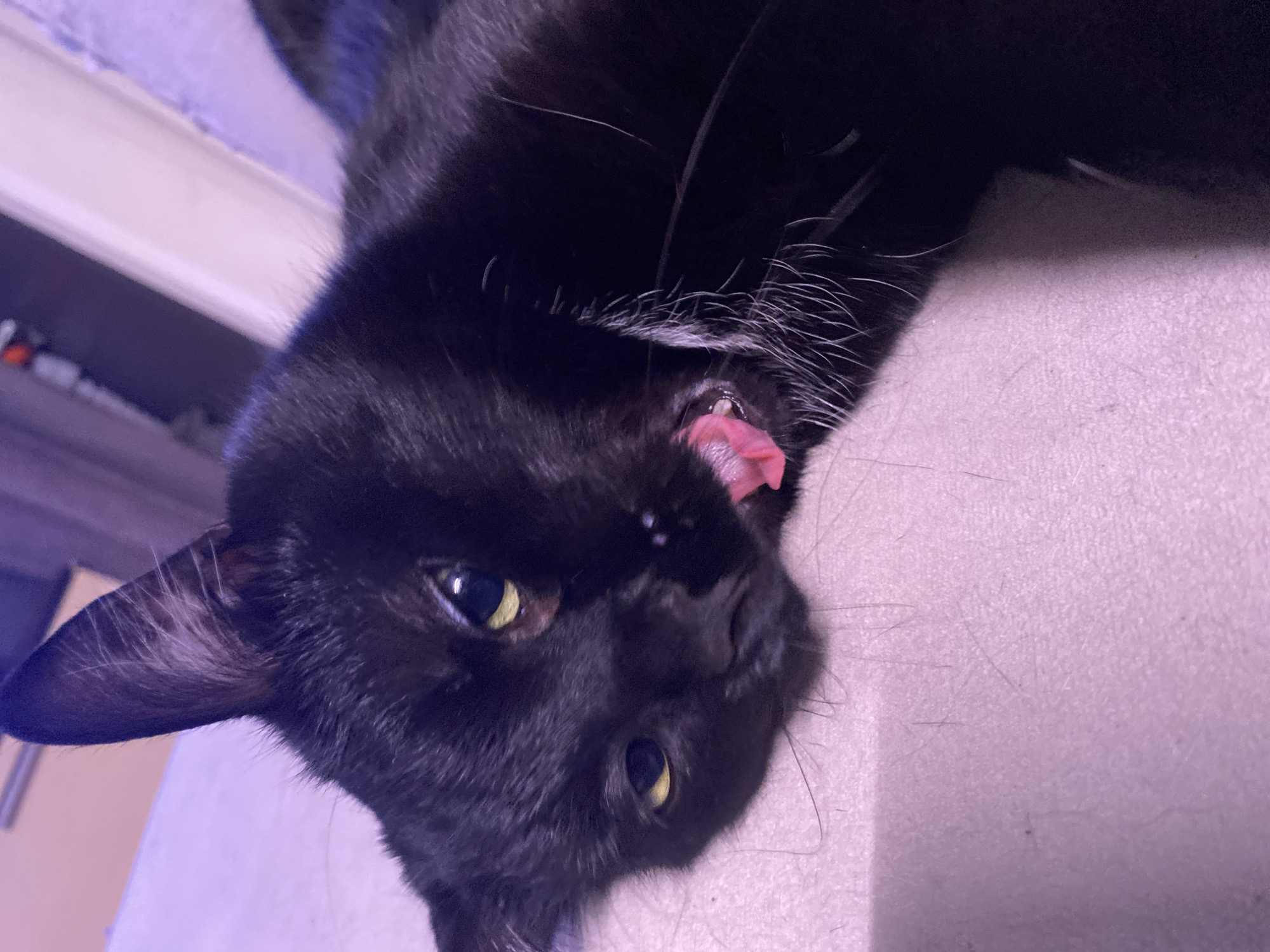 A close-up, angled portrait shows a black cat with yellow eyes and a pink tongue visible in its open mouth. The cat lies on a surface, likely a bed or couch, which appears off-white. The background is out of focus, but a glimpse of furniture or fixtures suggests an indoor setting. There is no evidence to suggest the location is Chaikovsky, Russia.