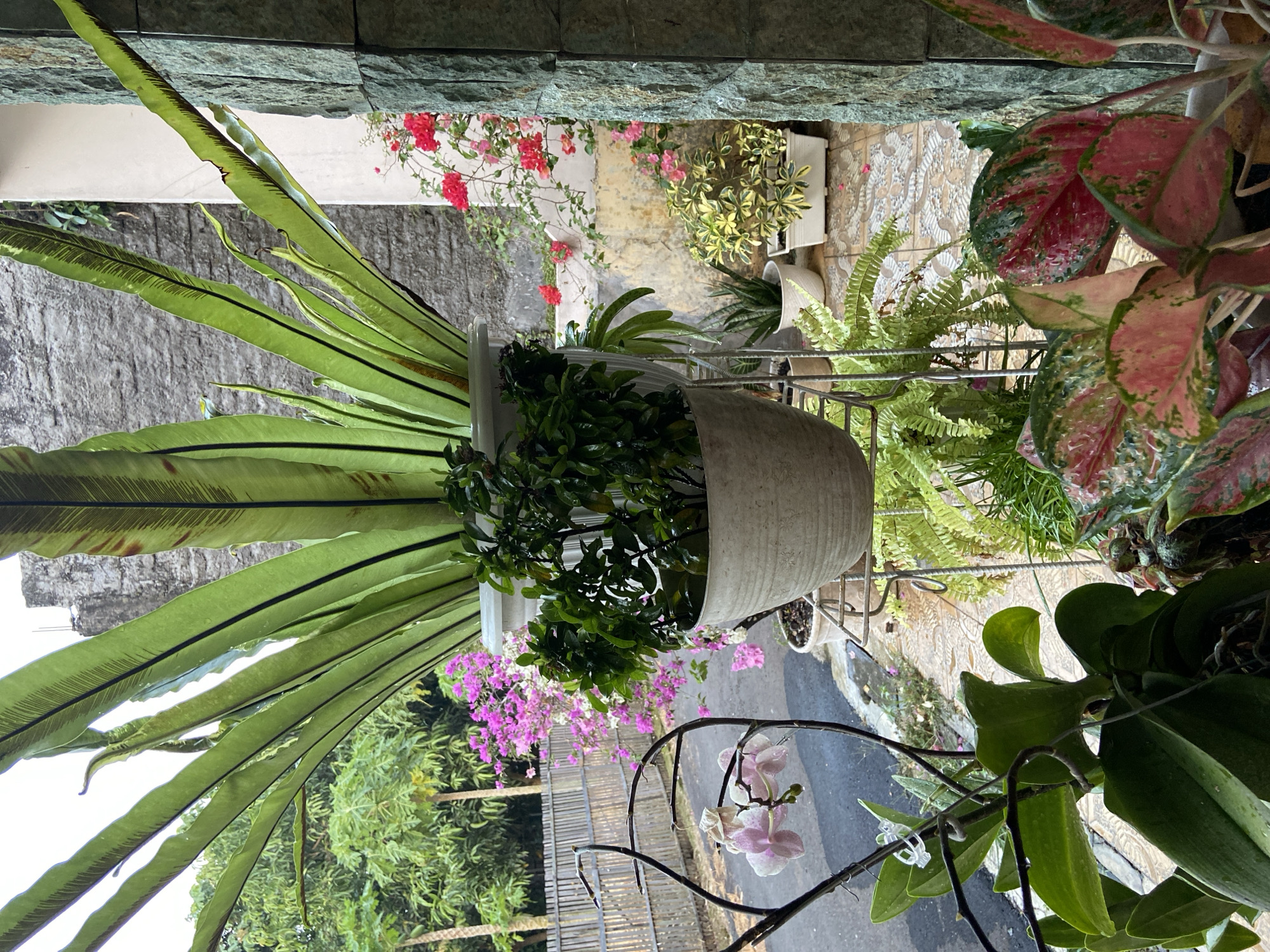 The image depicts a collection of potted plants arranged on a balcony or porch area. In the foreground, a large Bird's Nest Fern (Asplenium nidus) dominates the upper portion of the frame, its broad, glossy green fronds extending upwards and outwards from a white pot. Below it, a smaller plant with dense, dark green foliage is visible in another white pot. To the left, delicate pink orchids with white speckles are suspended from a dark, wrought-iron-like structure.
Further into the background, various other plants are visible, including a fern with feathery fronds and a plant with variegated green and yellow leaves. A potted snake plant (Sansevieria trifasciata) is also present. In the far background, a vibrant display of pink bougainvillea flowers adds a splash of color, cascading over a wooden fence. Beyond the fence, lush green trees are visible, suggesting a natural or semi-natural environment surrounding the urban setting.
The ground is paved with patterned tiles, and a pathway or road is visible in the distance. The architecture of the building is characterized by stone cladding on the right side and a textured concrete wall in the background. The lighting suggests it is daytime, possibly overcast or early morning, with soft natural light illuminating the scene. There are no people or animals visible in the image.
The location is identified as Margorejo, Indonesia, which implies a tropical or subtropical climate, consistent with the types of plants displayed. The overall impression is one of a well-maintained, verdant residential space, possibly an urban garden or balcony filled with a variety of plant life.