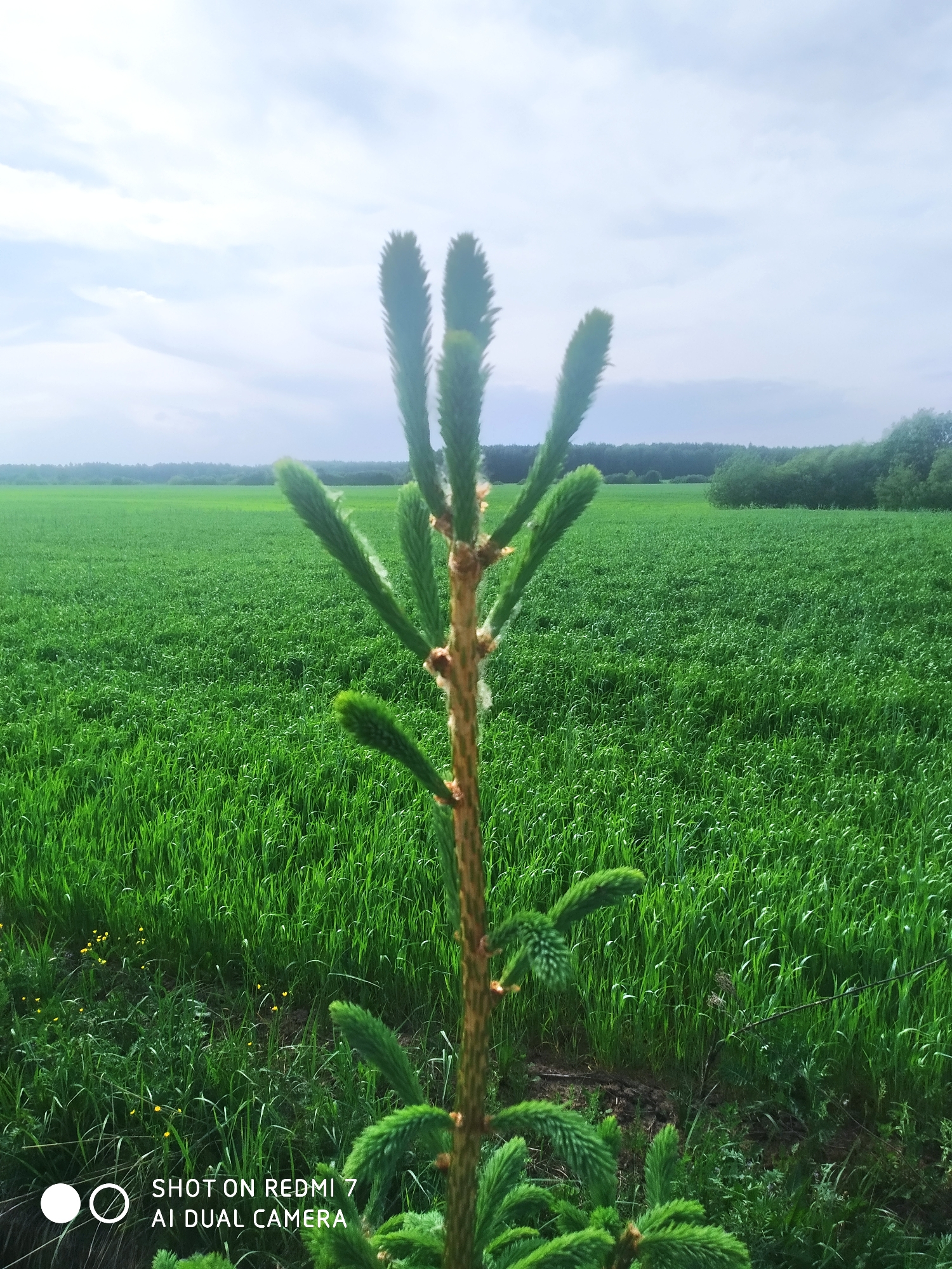 A young evergreen tree stands in a grassy field. The tree has a brown trunk with green needles sprouting from its branches. The field is filled with vibrant green grass, and a line of trees is visible on the horizon under a cloudy sky. The image was taken by a Redmi 7 AI Dual Camera. The location is Чумна, Russia.