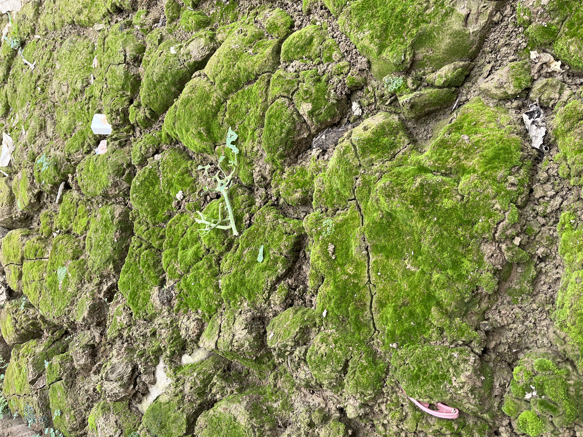 The image shows a close-up, overhead view of cracked, dry earth covered in patches of vibrant green moss. The ground is uneven, with rough, clod-like formations. There are a few pieces of litter scattered across the surface, including a small white plastic object, a curled piece of green plastic, and a pink plastic object. The scene appears to be an outdoor area, possibly a neglected patch of land. No people or animals are visible. The location in the city of Benuaraja, Indonesia is not explicitly depicted or suggested by the visual elements in the image.