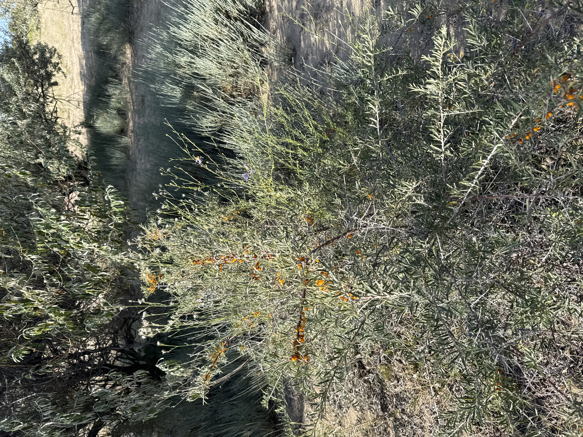 The image depicts a close-up view of a bush with numerous small, bright orange berries and thin, green leaves. The bush is situated in a dry, sandy environment, with other sparse vegetation, including tall, slender, grey-green grasses, in the background. Sunlight illuminates the scene, casting shadows. There are no people or animals visible. The setting appears to be a natural, arid landscape.