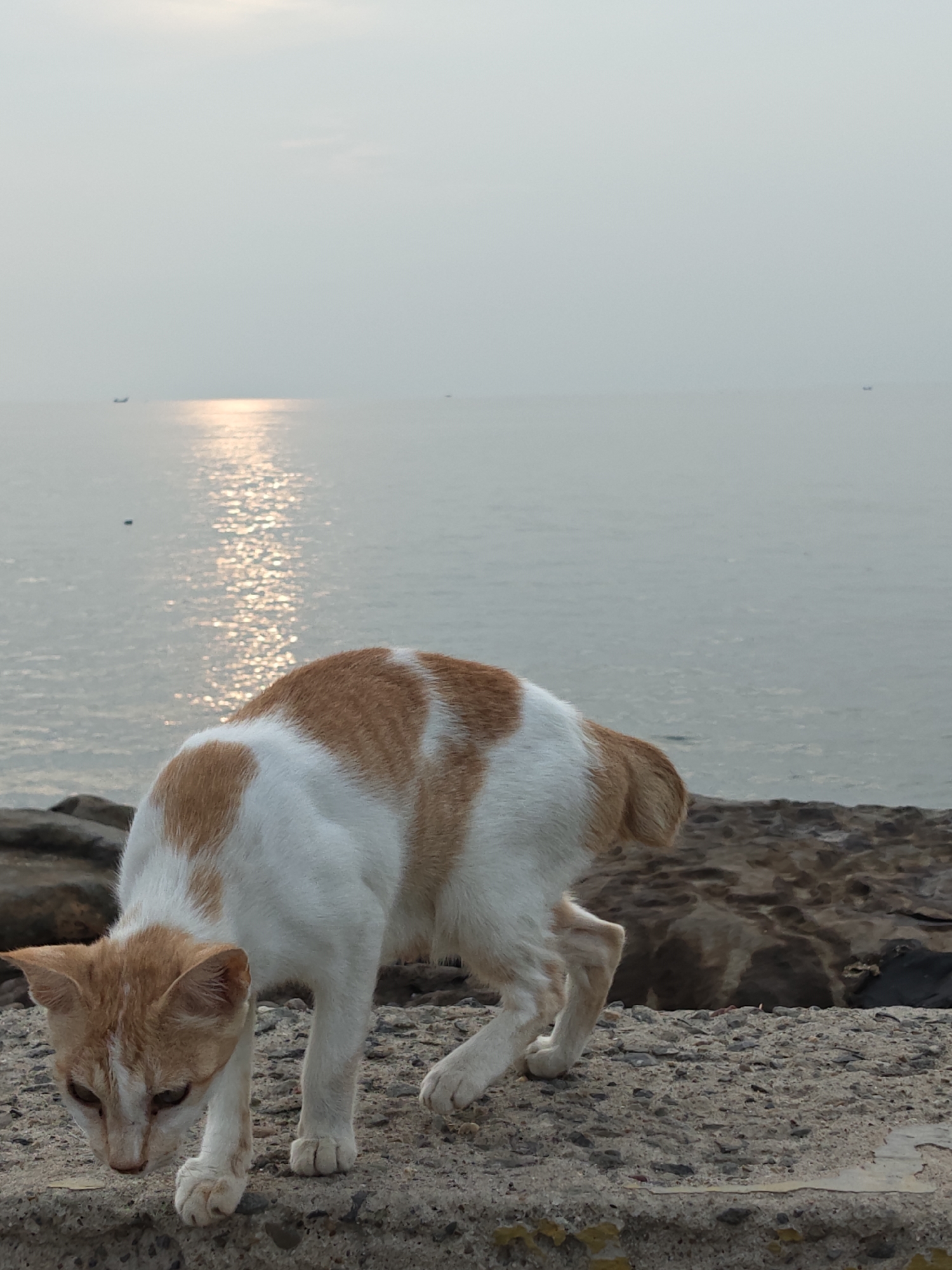 An orange and white tabby cat is captured in the foreground, walking along a textured concrete or rocky ledge next to the sea. The cat is positioned in profile, facing towards the lower left, with its head dipped low as if intently sniffing or inspecting the surface beneath its paws. Its fur shows distinct patches of white and warm orange, with the orange color concentrated on its head, back, and tail.
In the background, a vast, calm body of water extends to the horizon under a bright, hazy sky. A prominent golden sun path reflects brightly on the sea's surface, indicating either an early morning or late afternoon setting. Several small, dark fishing boats are visible as silhouettes on the distant water, subtly breaking the horizon line. The immediate environment around the cat consists of rough, grey stones and concrete, suggesting a coastal defense structure or natural rock formation. The scene evokes a tranquil seaside atmosphere. No text is visible in the image. This scene is located in Lhokseumawe, Indonesia.