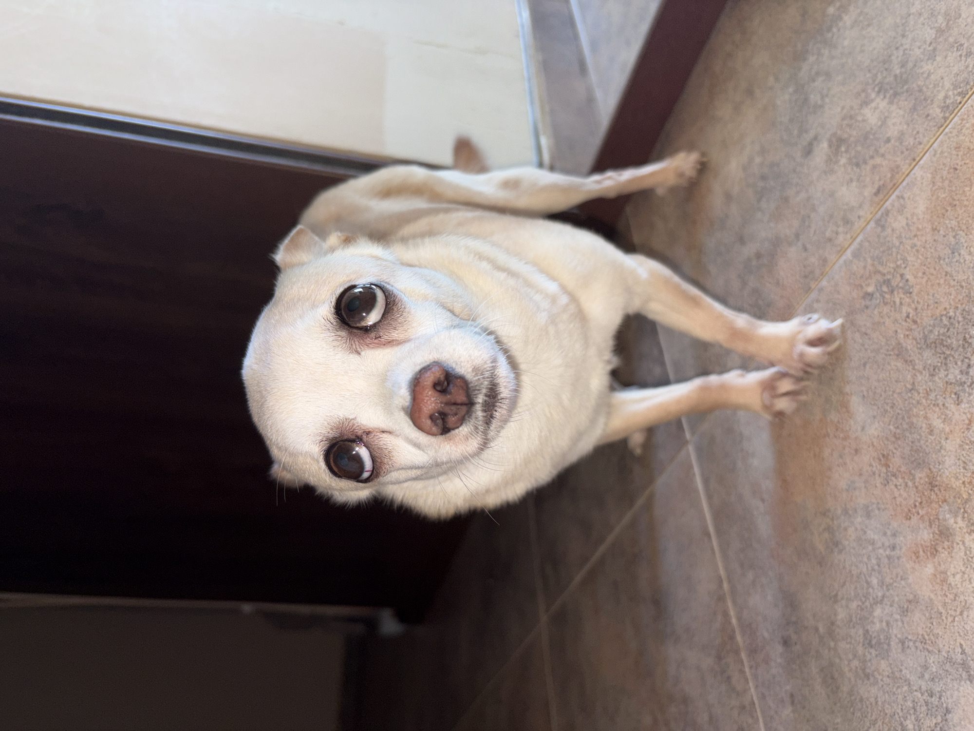 A close-up, eye-level, full-body shot captures a small, cream-colored dog with large, dark eyes looking directly at the camera. The dog stands on a tiled floor, with its front paws slightly forward. The background is out of focus, showing dark, vertical elements on the left and a lighter vertical surface on the right, possibly a doorway or wall. The lighting suggests an indoor setting, possibly a home. There is no discernible connection to the city of Vratsa, Bulgaria.
