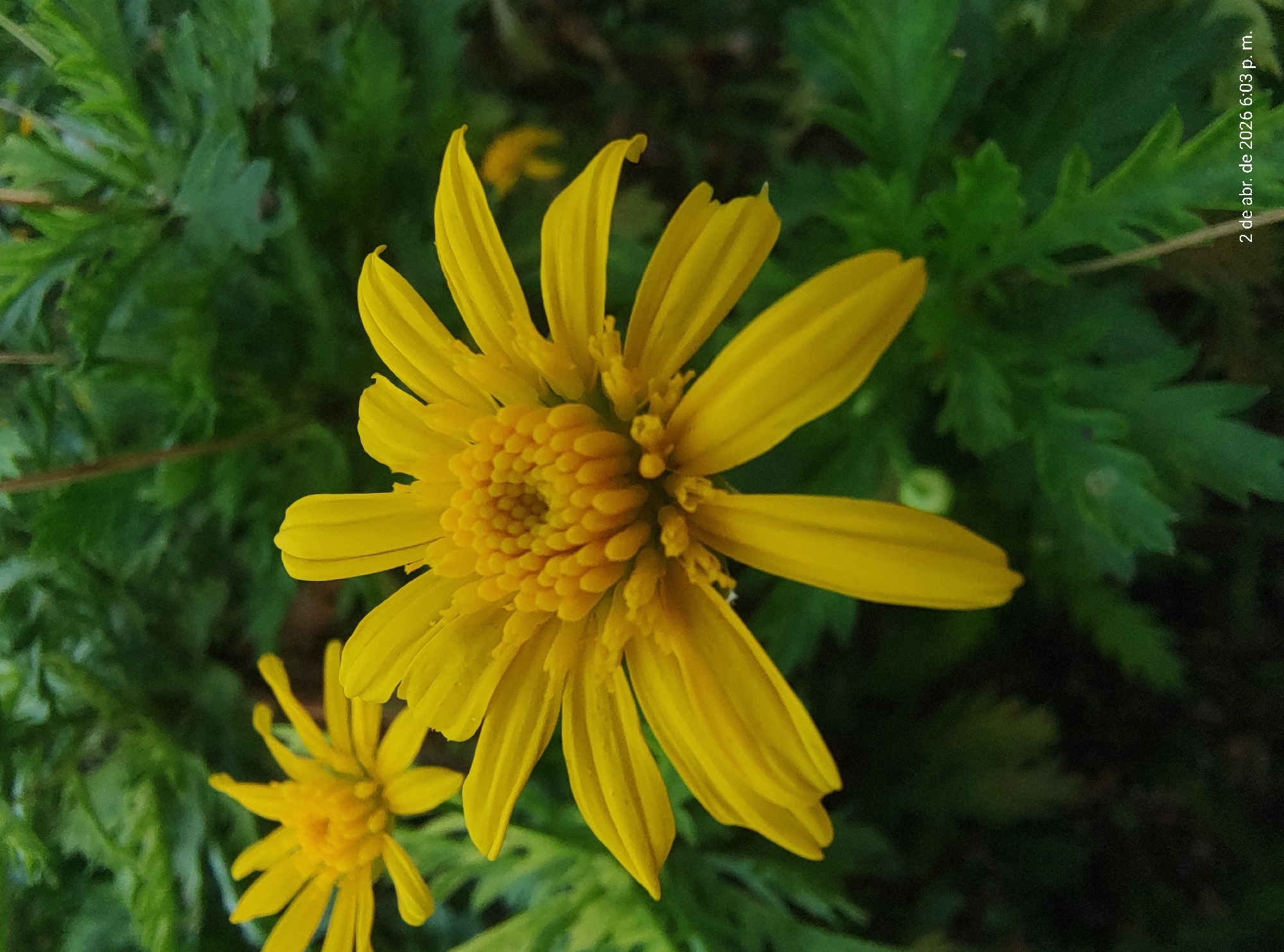 A close-up, eye-level shot shows a yellow flower with numerous petals and a dense center of small yellow florets. In the background, out-of-focus green foliage is visible. The image includes a timestamp in the upper right corner, reading "2 de abr. de 2026 6:03 p. m." While the request specifies Villa Domínico, Argentina, there is no visible information in the image to confirm its location. The scene features a plant, and the primary subject is a yellow daisy-like flower. There are no people or interactions depicted. The environment is natural, featuring plant life.
