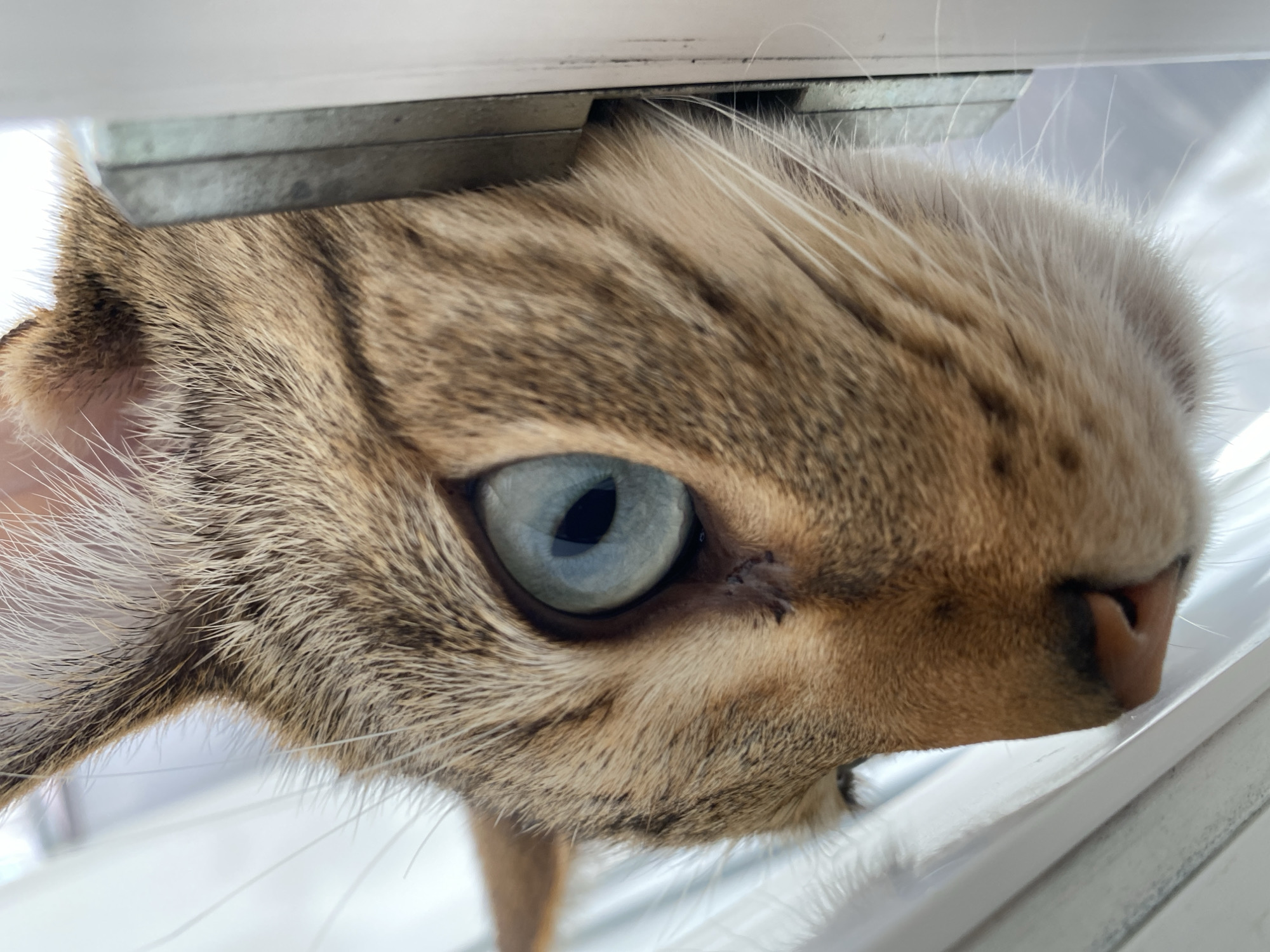 This is a close-up, low-angle, outdoor, eye-level shot of a domestic cat peering through a gap. The cat's face, specifically its eye and part of its nose and cheek, fills the frame. The cat's fur is a mix of brown and tan stripes, typical of a tabby cat, with some lighter fur around its ears and muzzle. Its eye is a striking light blue with a dark pupil, and it appears to be looking directly at the camera with a curious or perhaps slightly apprehensive expression. The cat's whiskers are long and white, fanning out from its muzzle.
The setting appears to be outdoors, with a bright, slightly overcast sky visible in the background. The cat is positioned as if looking through a narrow opening, possibly a gap in a fence, a window frame, or a door. The edges of this opening, made of a metal or plastic material, are visible in the foreground and top of the frame, creating a sense of confinement or peeking. The bright lighting suggests it is daytime. There is no visible text. The image evokes a sense of intimacy and shared observation, capturing a fleeting moment of animal curiosity.