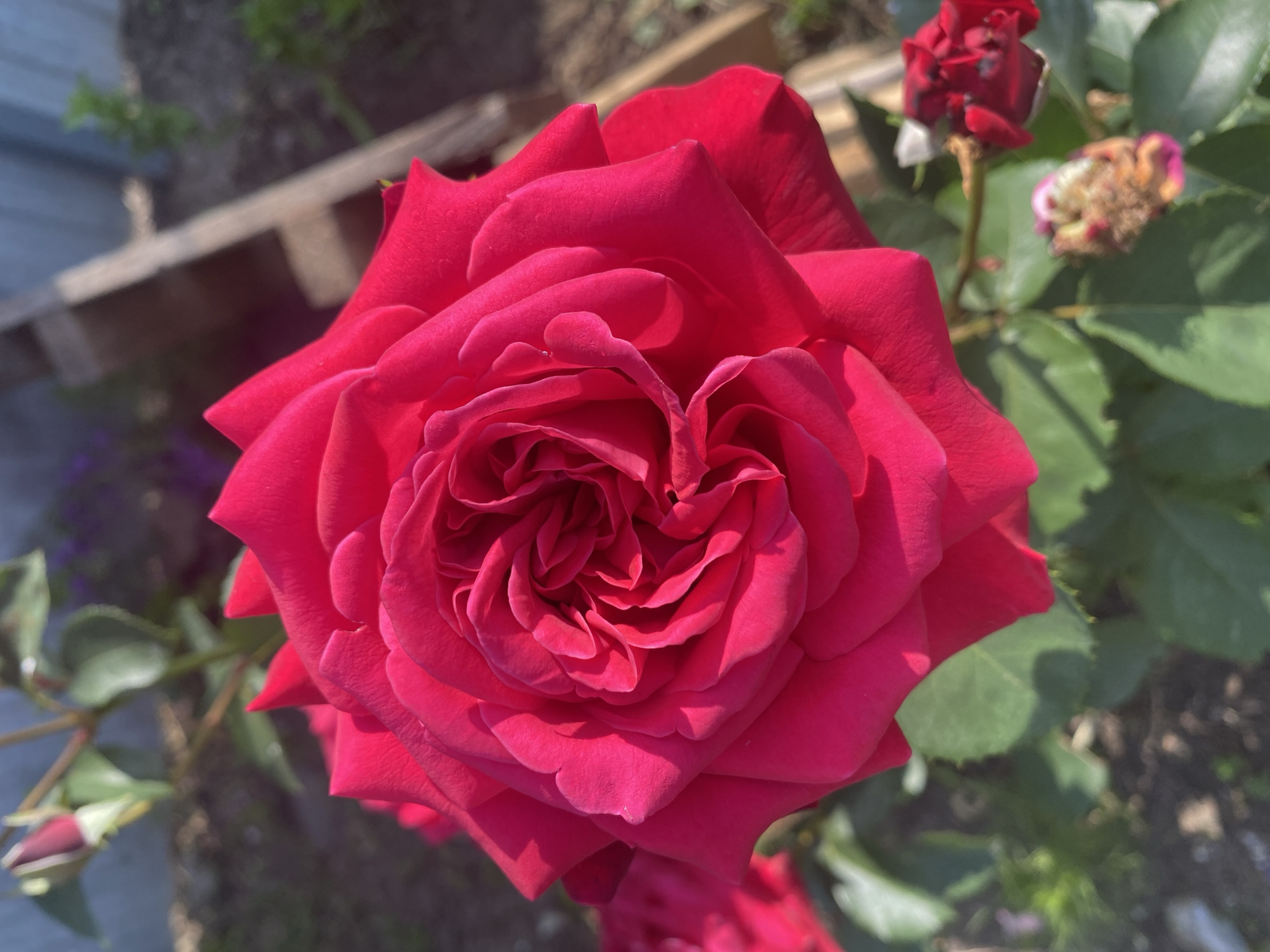 A close-up, high-angle shot captures a vibrant, fuchsia-colored rose in full bloom. The rose is the central subject, filling most of the frame with its intricate, layered petals. Sunlight illuminates the flower, casting shadows that highlight the texture and depth of its form. In the background, the scene is slightly blurred, showing hints of green foliage, the dark soil of a garden bed, and a wooden structure, possibly a fence or part of a garden border. To the upper left, a rose bud in a similar fuchsia hue is visible, along with a few green leaves. To the lower right, another smaller, wilting rosebud or spent bloom is present. The overall impression is one of a sunlit garden in Kisliakovskaya, Russia, focusing on the beauty of a single rose.
