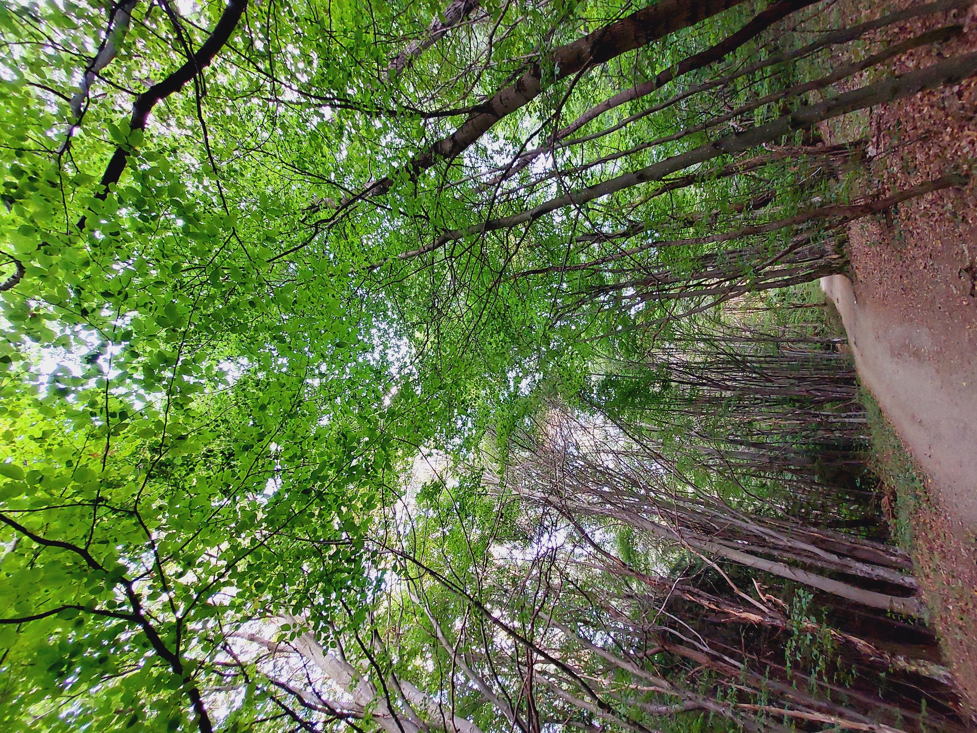A low-angle, wide-shot photograph captures a dirt path winding through a dense forest in Bistritsa, Bulgaria. The path, covered in scattered leaves, recedes into the distance, framed by numerous trees with thin, upright trunks. The canopy above is thick with vibrant green leaves, allowing dappled sunlight to filter through. The forest floor is carpeted with fallen leaves and organic debris. There are no people or animals visible in the frame. The scene is consistent with a hiking trail in a deciduous forest.