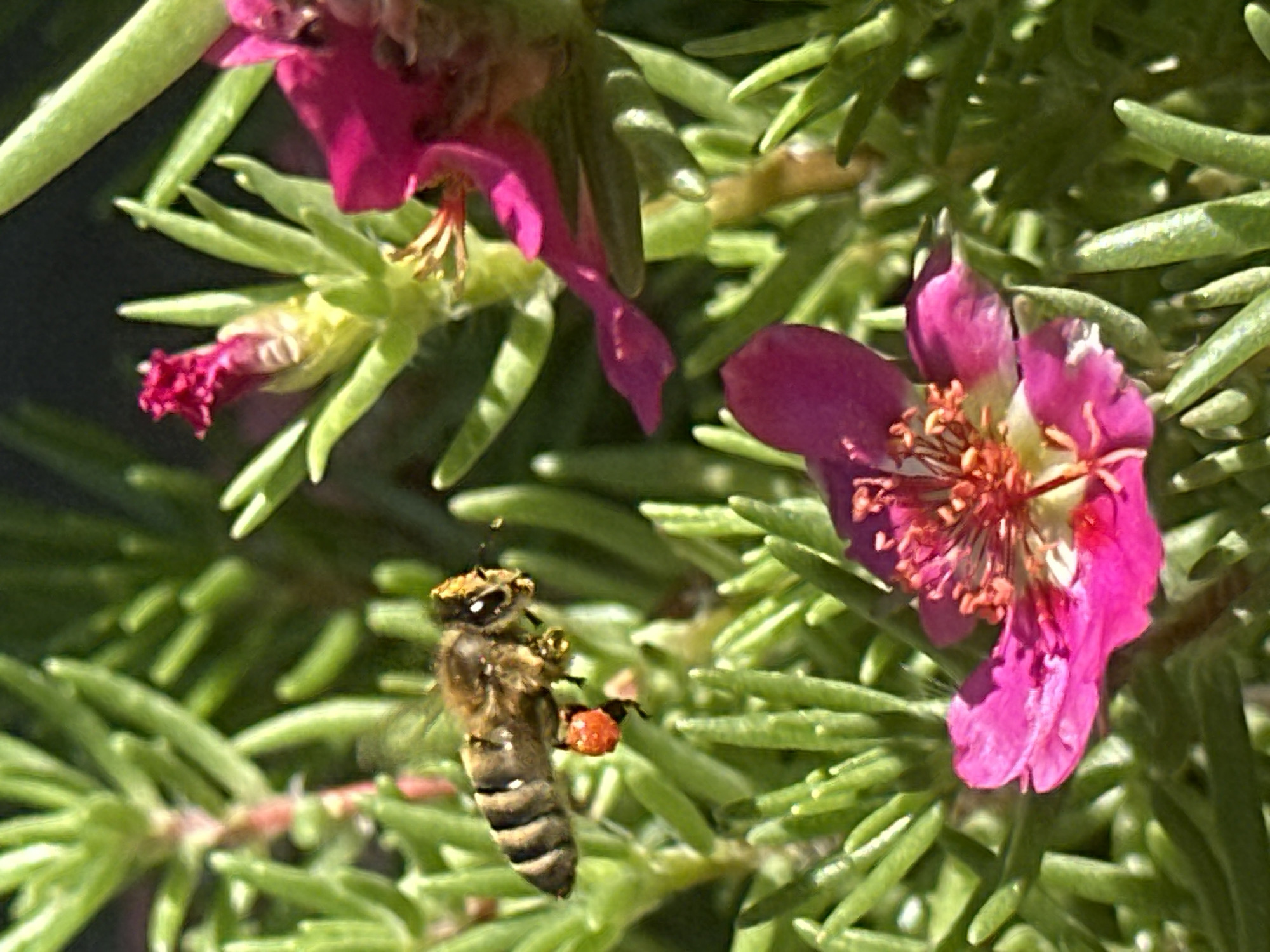 A bee is captured in mid-flight, its body striped brown and yellow, with pollen sacs of bright orange attached to its hind legs. The bee is positioned slightly left of center in the frame, against a background of lush green foliage. Among the greenery, several vibrant pink flowers are visible, one in sharp focus in the lower foreground, its petals unfurled and center filled with delicate stamens. Another pink flower, mostly out of focus, is seen in the upper right, with a closed bud of the same color just above it. The lighting suggests a sunny day, casting a natural glow on the scene. The image appears to be a close-up photograph taken outdoors, likely in a garden or natural setting. There is no indication of a specific location within Lobacheve, Ukraine.