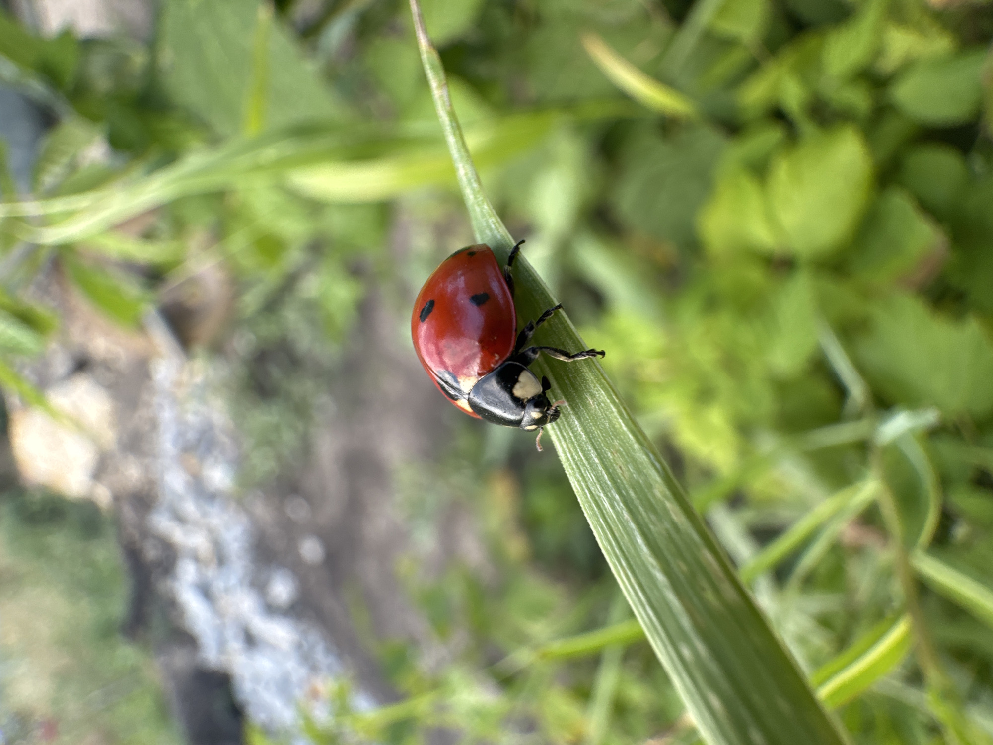 A close-up, low-angle shot features a ladybug resting on a blade of grass. The ladybug is red with black spots and is positioned in the center-right of the frame. The blade of grass is green and diagonally oriented, with the ladybug situated on its upper surface. The background is blurred, showing a mix of green foliage, some gray and brown elements that could be rocks or dirt, and a hint of white. The lighting appears to be natural daylight, creating soft shadows and highlighting the texture of the ladybug's shell. The overall environment suggests an outdoor, natural setting, possibly a garden or a grassy area. There are no people or buildings visible, nor any indication of urban structures within the immediate scene. The image provides no specific details that would allow for pinpointing its exact location within the city of Shcherbanka, Ukraine.