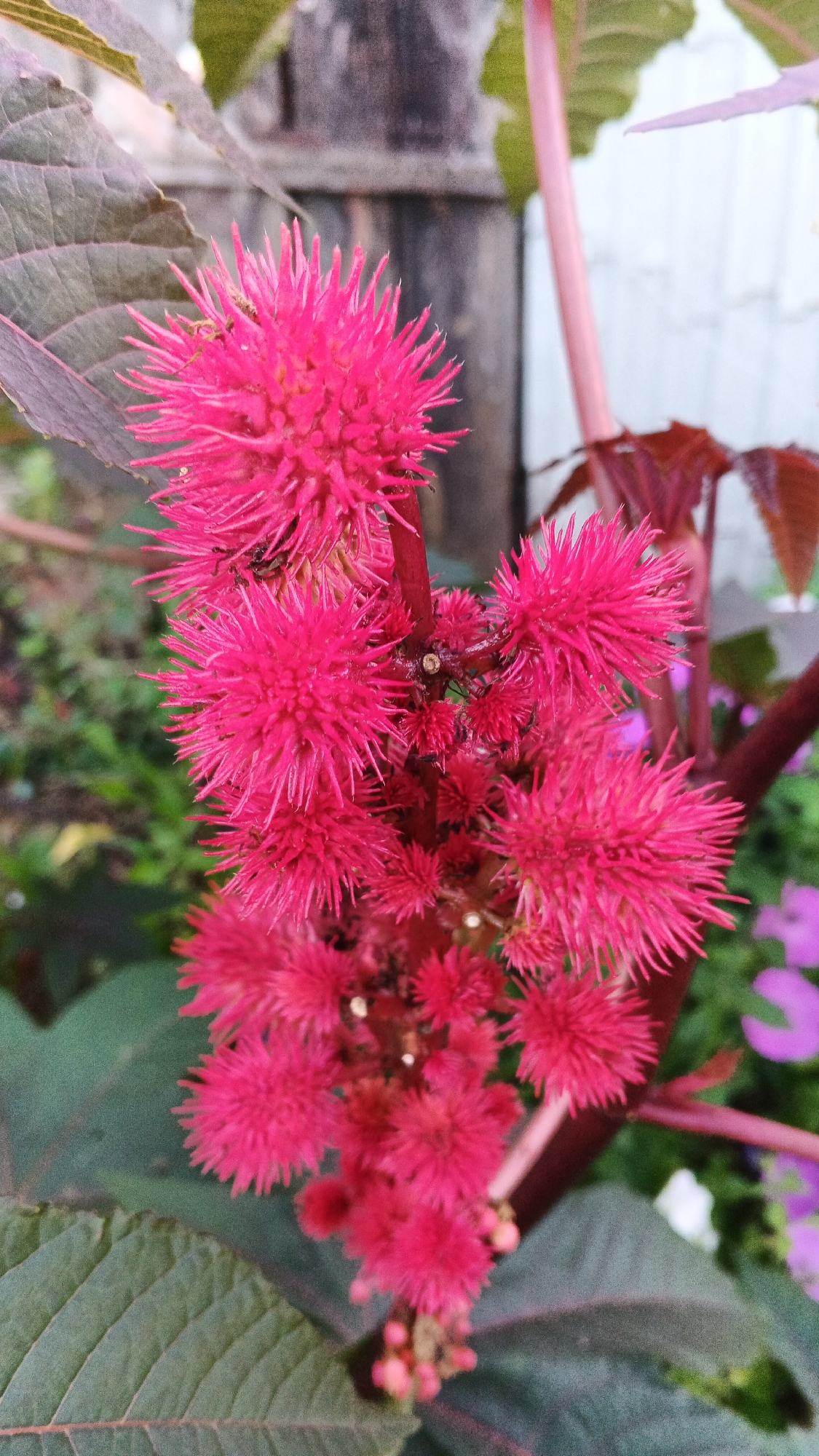 A close-up, high-angle shot captures a cluster of vibrant pink, spiky flower buds against a blurred background of greenery and what appears to be a wooden fence. The buds are arranged vertically on a reddish stem, with smaller buds emerging from the sides of larger ones. Dark green leaves with prominent veins frame the bottom left of the image. The lighting is natural, suggesting an outdoor setting. The location is not specified within the image itself, and therefore cannot be determined.