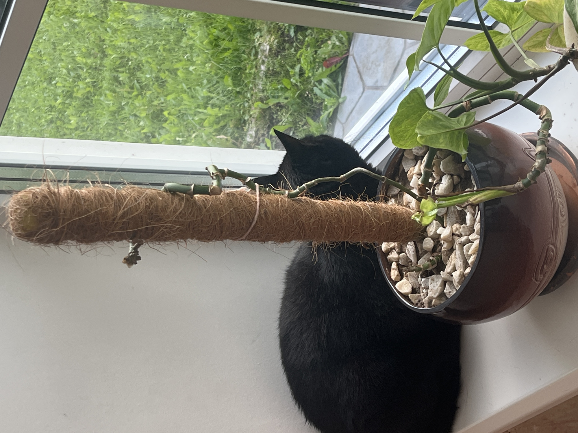 In Vladimirovka, Russia, a black cat is positioned on a white windowsill, its body angled towards a window. The cat is facing away from the viewer, observing the outdoors. To the right of the cat, a plant in a brown pot is situated on the windowsill. The pot is filled with small stones. A coir pole, wrapped with natural fibers, stands vertically next to the plant. The window behind the cat and plant offers a view of green grass and foliage. The wall to the left of the cat is plain and white.