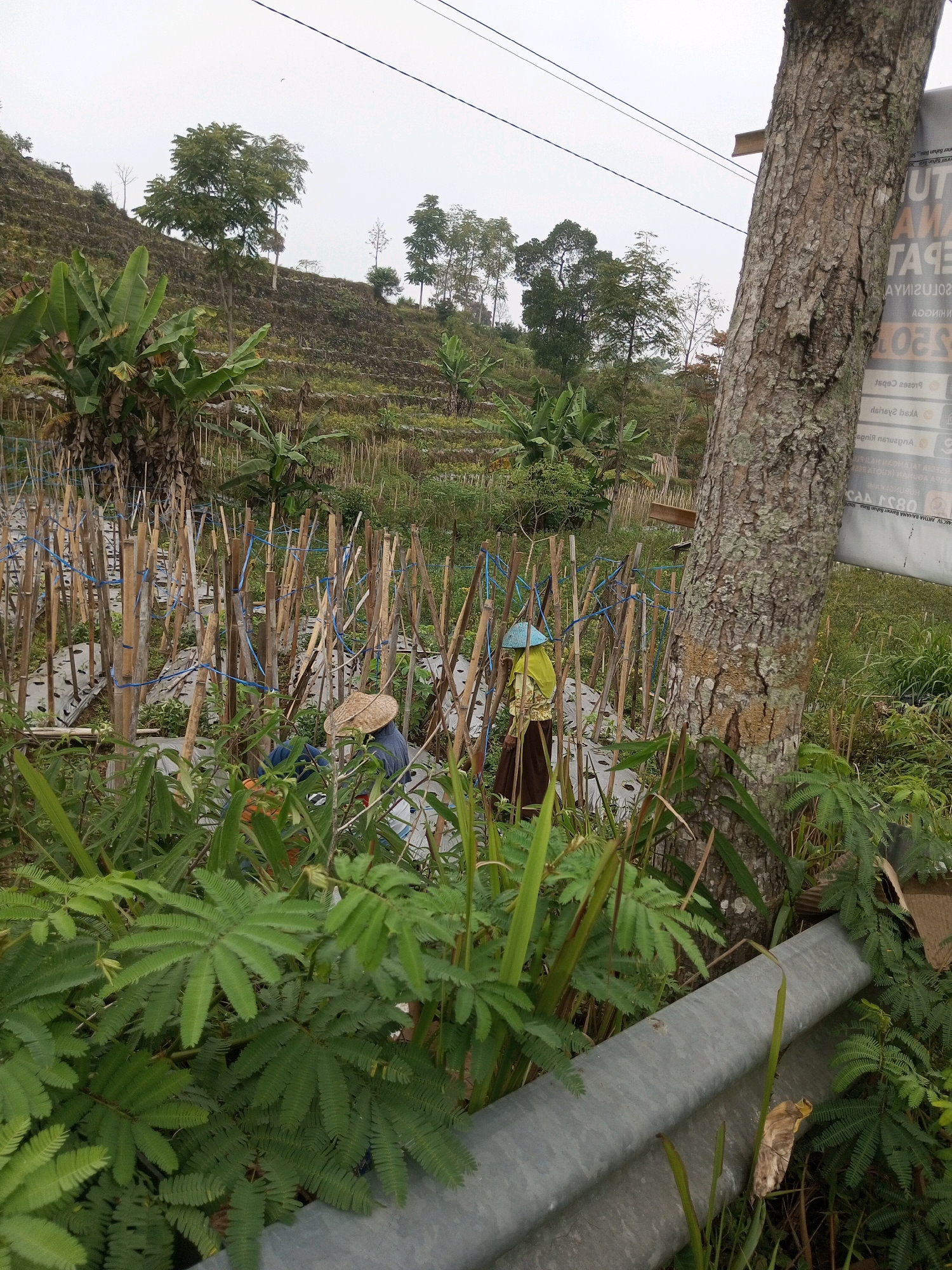 In Andongsili, Indonesia, a rural agricultural scene unfolds with a hillside covered in terraced crops. In the foreground, lush green foliage dominates, with a silver metal guardrail running along the bottom edge of the frame. Behind the foliage, a garden bed is enclosed by bamboo stakes and covered with plastic sheeting, indicating recent planting. Two figures, likely farmers, are present. One is wearing a conical straw hat and a blue shirt, and the other, slightly further back, wears a yellow headscarf and a long brown skirt. A large tree trunk, rough and textured, stands to the right of the frame, partially obscuring a sign with Indonesian text, suggesting the area's location and possibly local agricultural information. The sky is overcast, casting a diffused light over the entire scene.