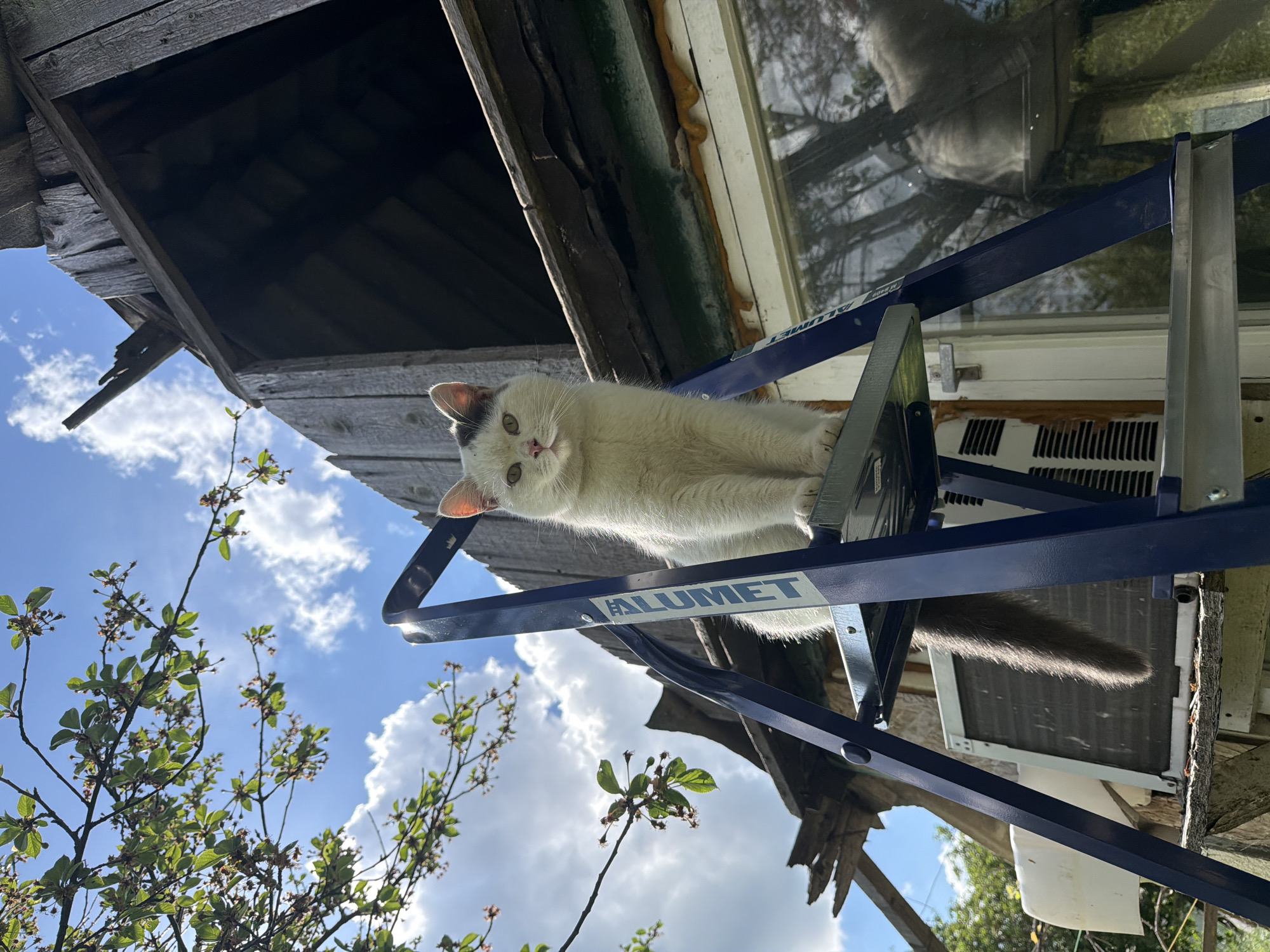 A medium shot taken from below depicts a white cat with a gray tail perched on a blue Alumet ladder. The ladder is positioned against a window of a weathered building, possibly a shed or outbuilding, with decaying wooden planks. The sky, dotted with clouds, is visible through the ladder and surrounding foliage. The location is Leningradskaya, Russia. The cat is the primary subject, its gaze directed downward. The ladder is the immediate foreground object. The decaying building and cloudy sky form the backdrop. No people are visible.
